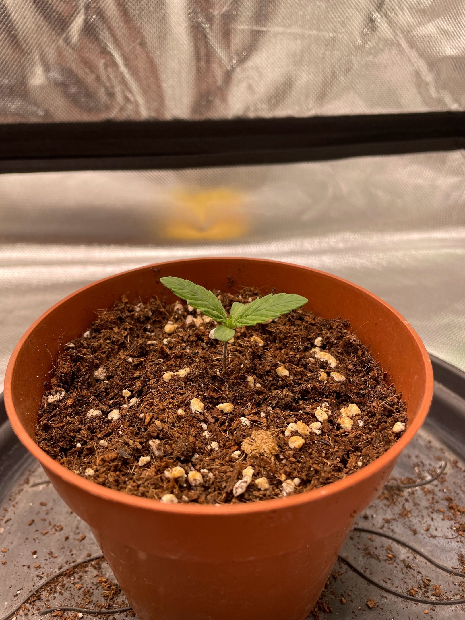 Amber - Blue gelato #41 growlog photo 10