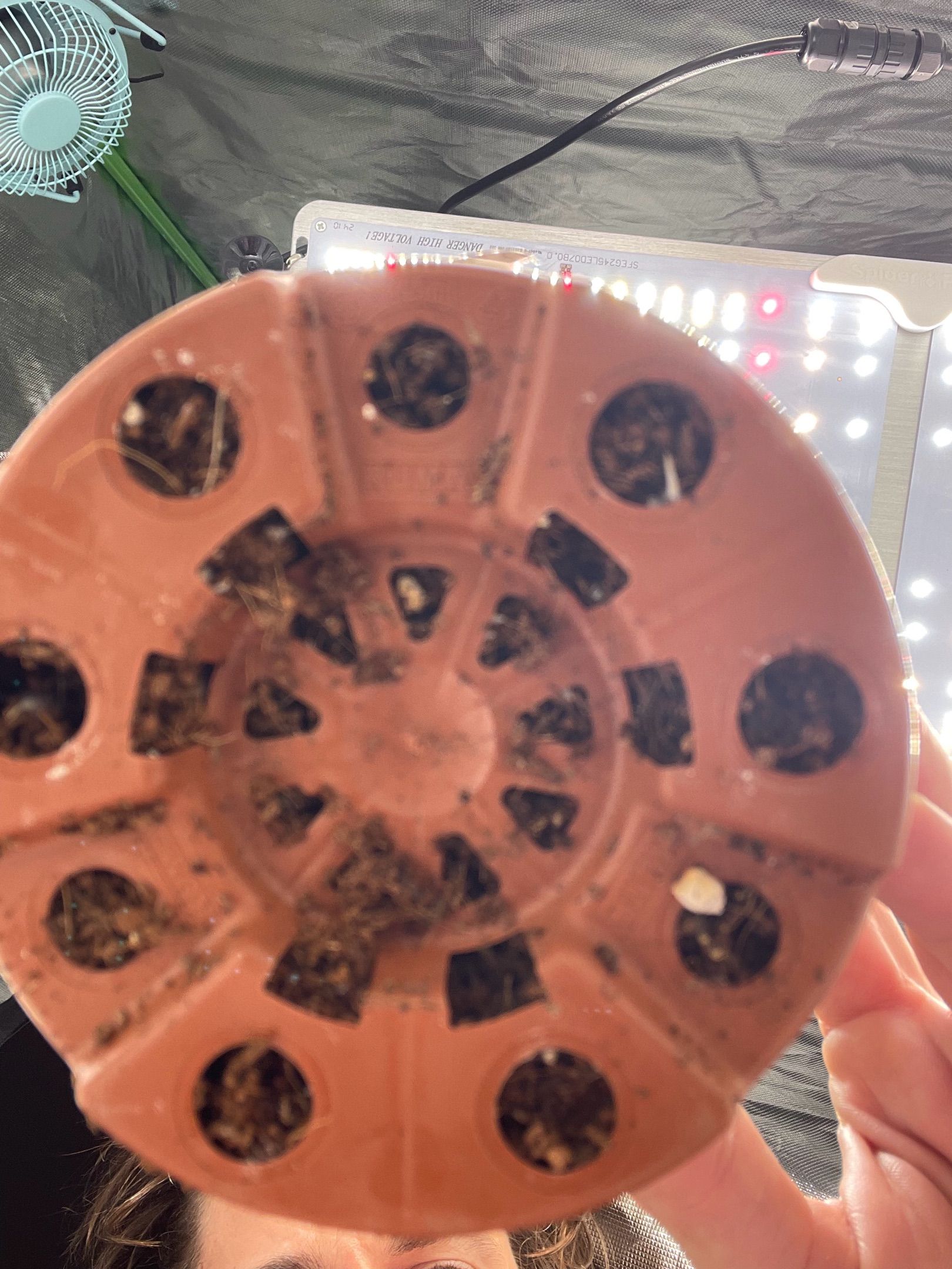 Amber - Blue gelato #41 growlog photo 11