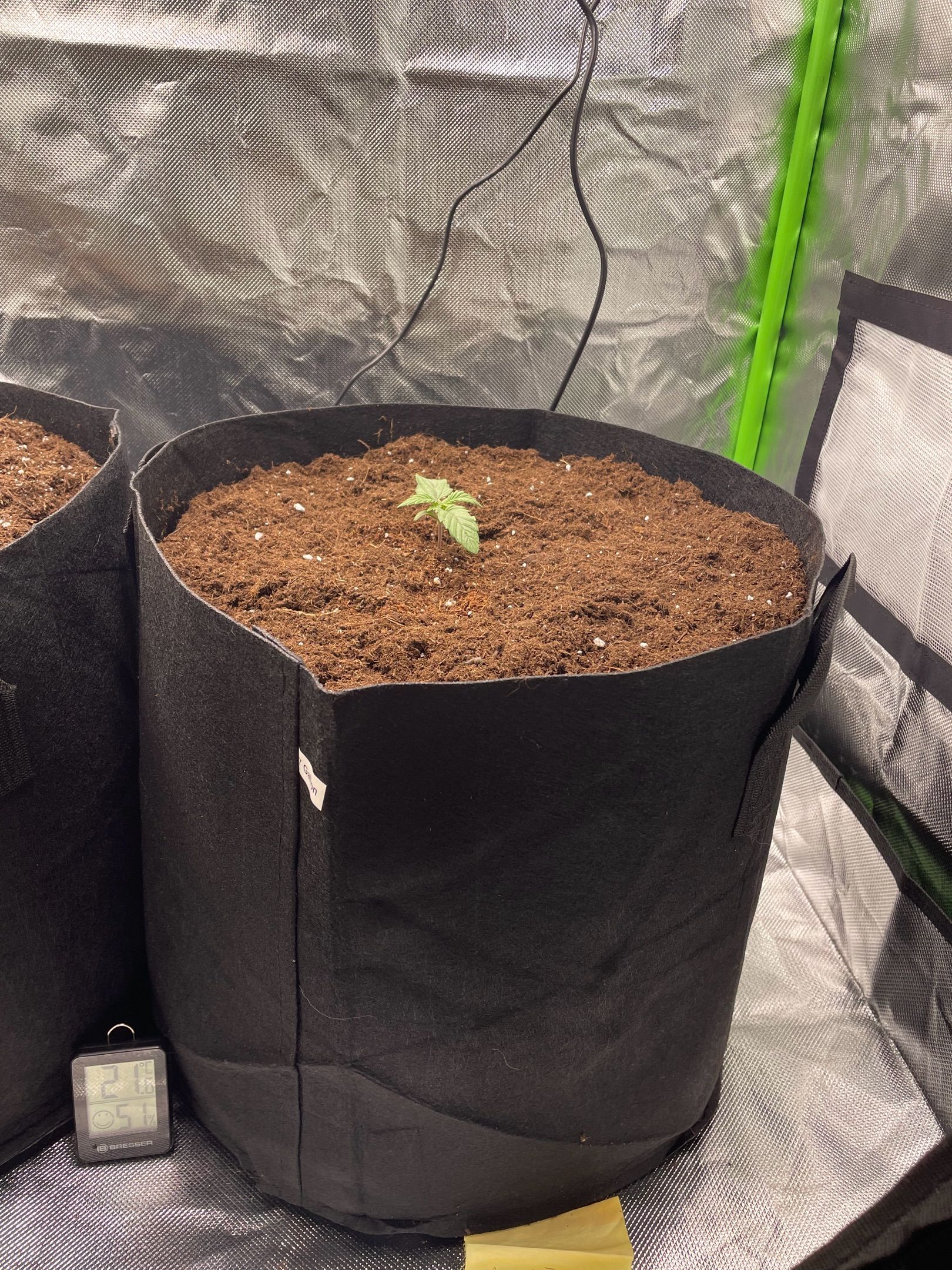 Amber - Blue gelato #41 growlog photo 13