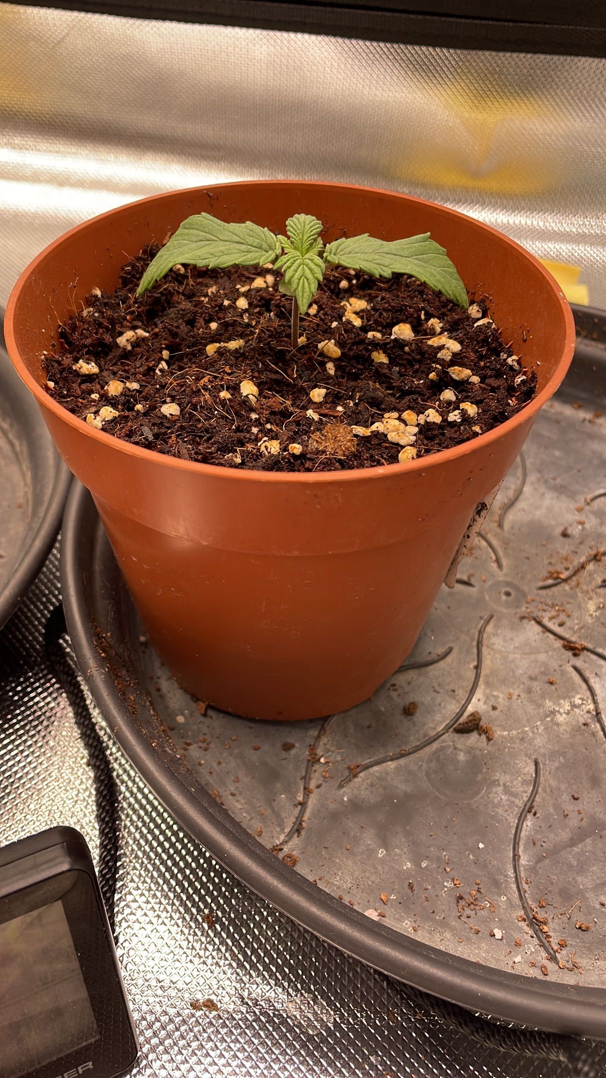 Amber - Blue gelato #41 growlog photo 12