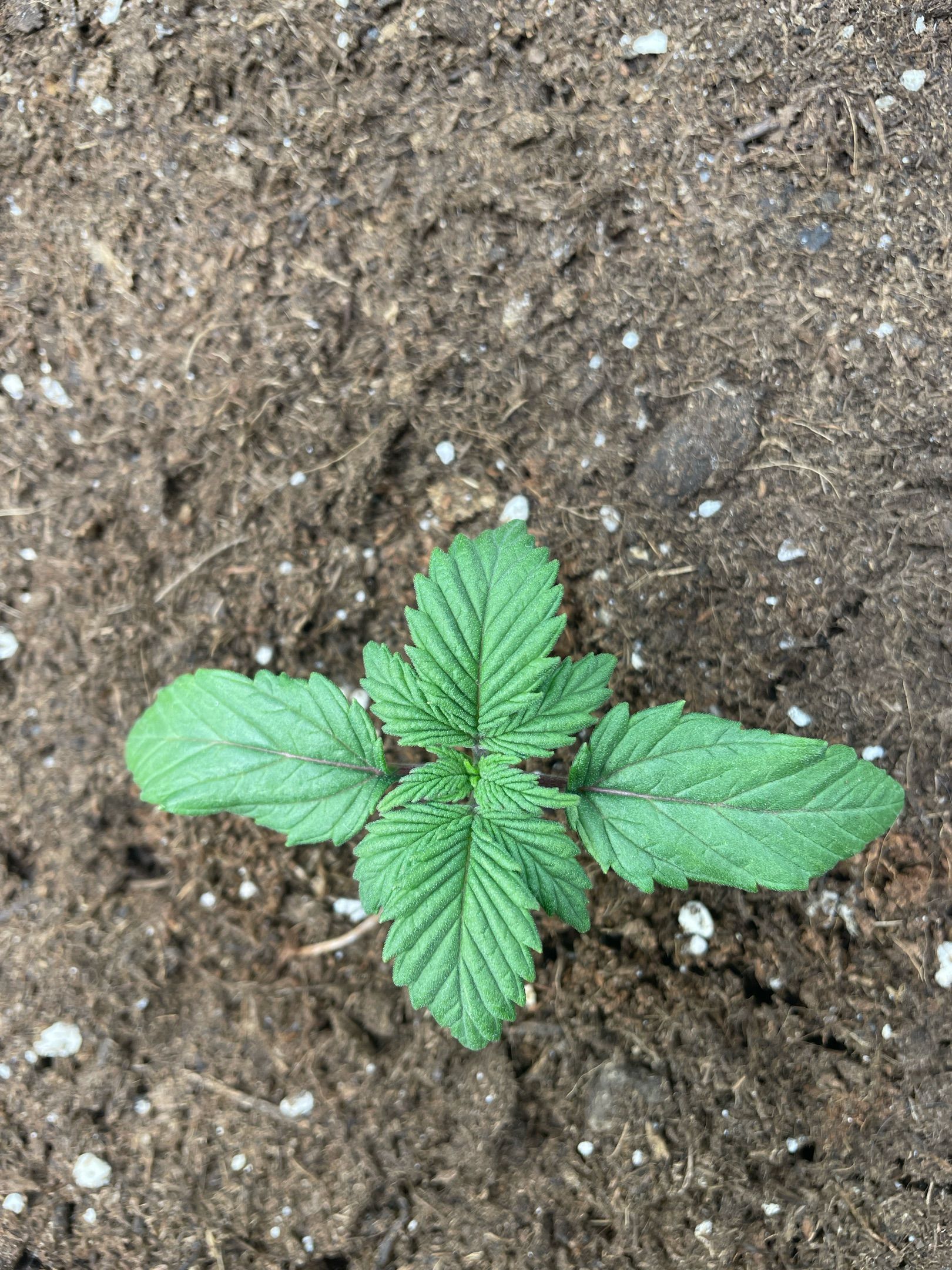 Amber - Blue gelato #41 growlog photo 14