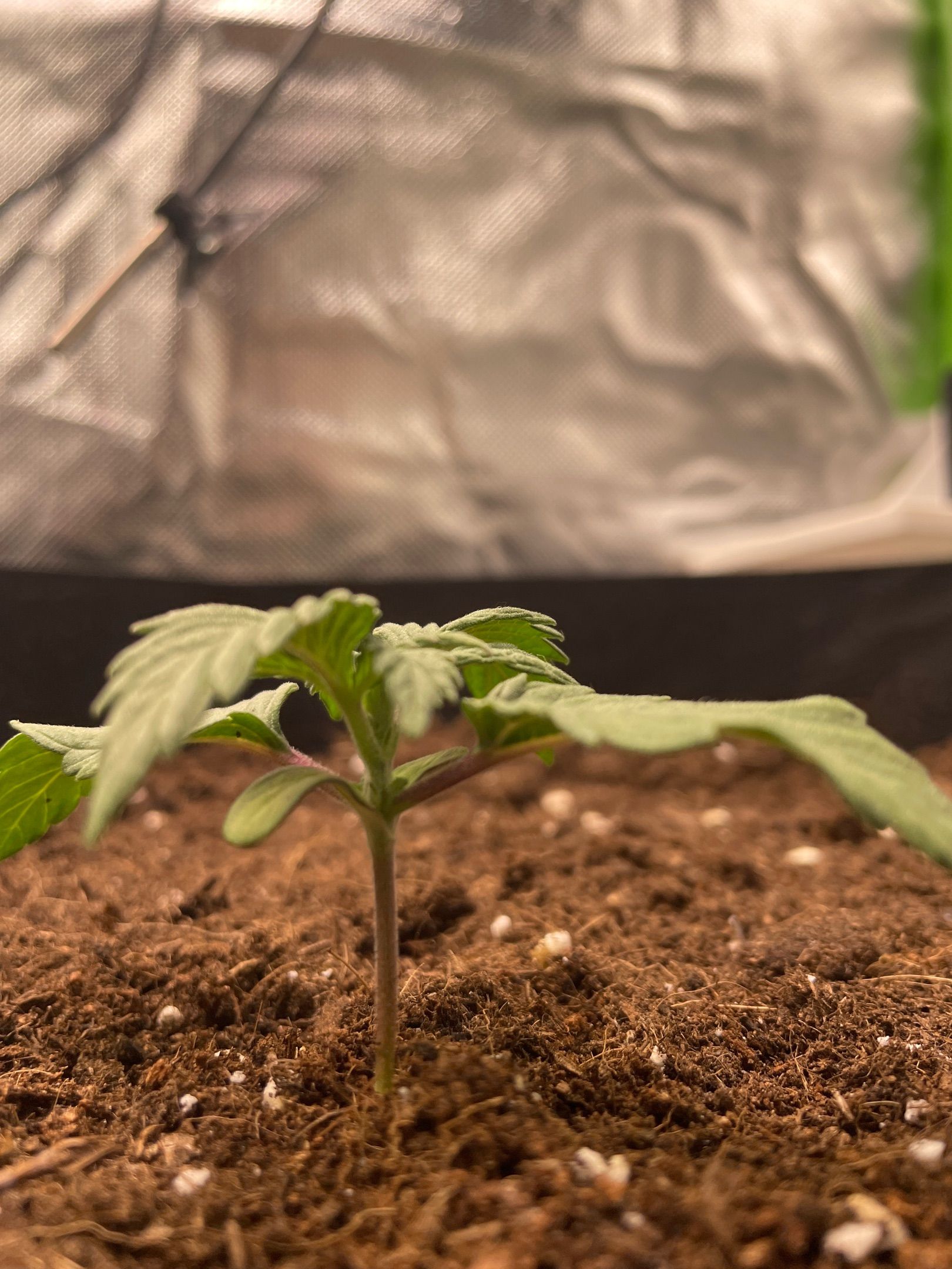 Amber - Blue gelato #41 growlog photo 15