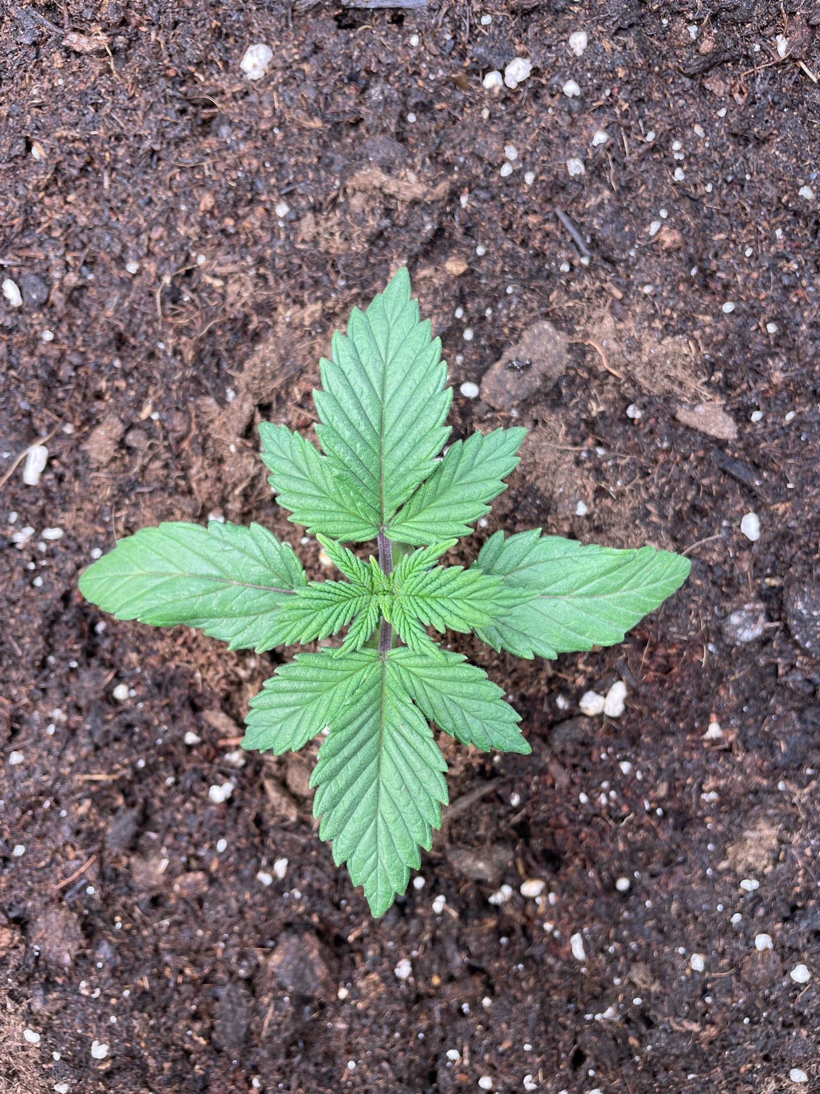 Amber - Blue gelato #41 growlog photo 17