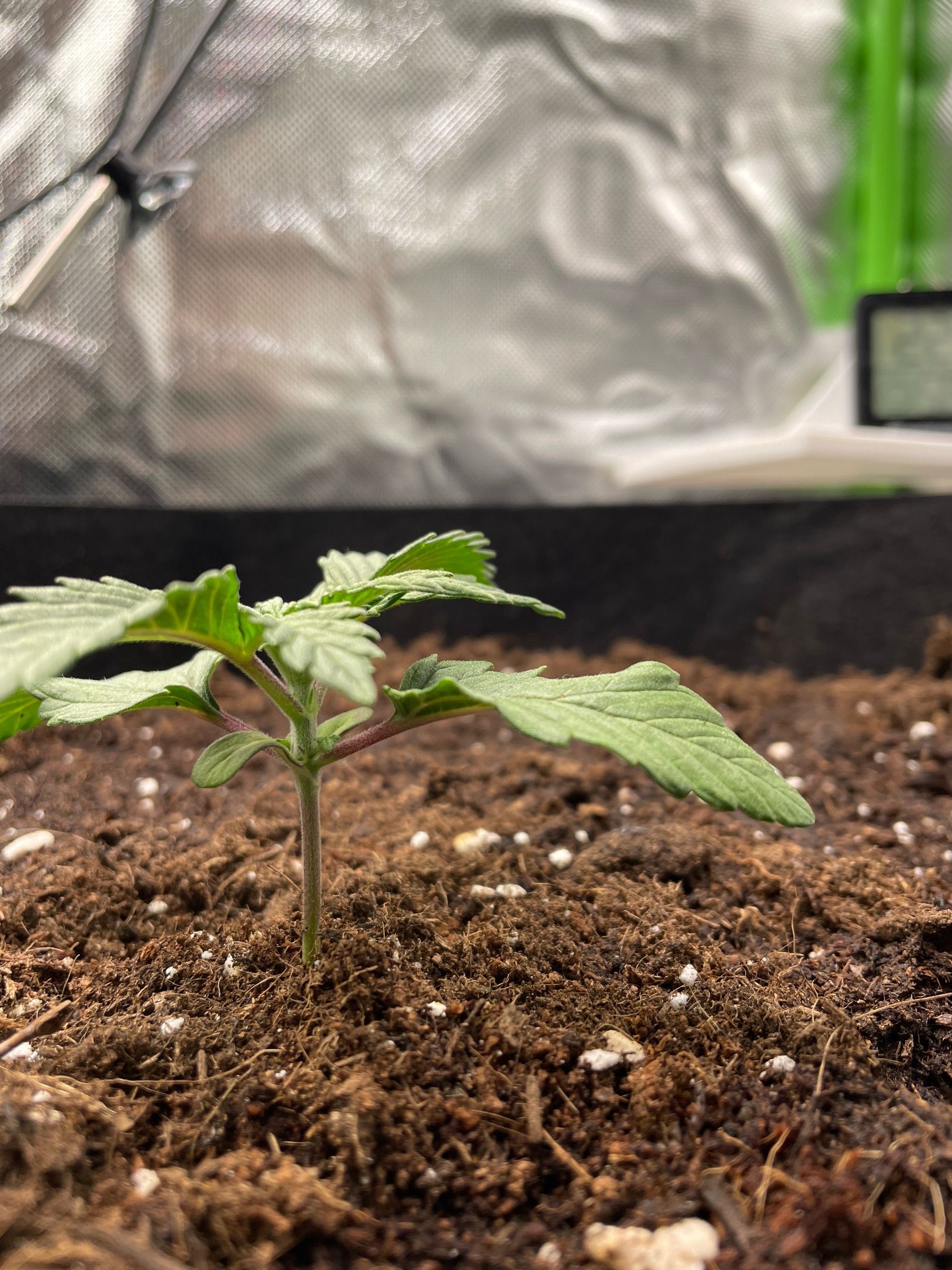 Amber - Blue gelato #41 growlog photo 16