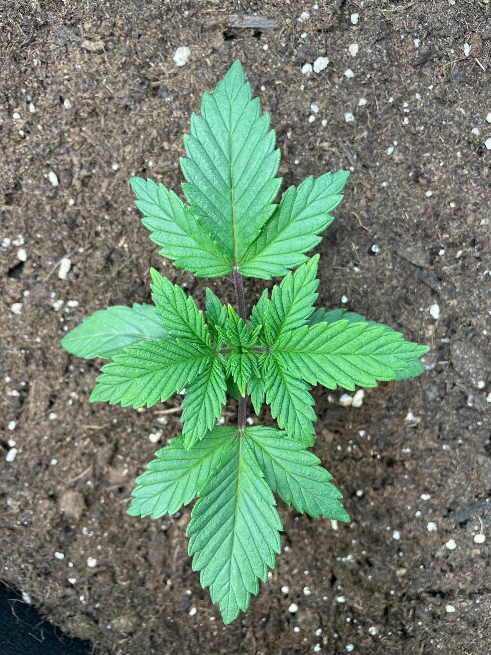 Amber - Blue gelato #41 growlog photo 18