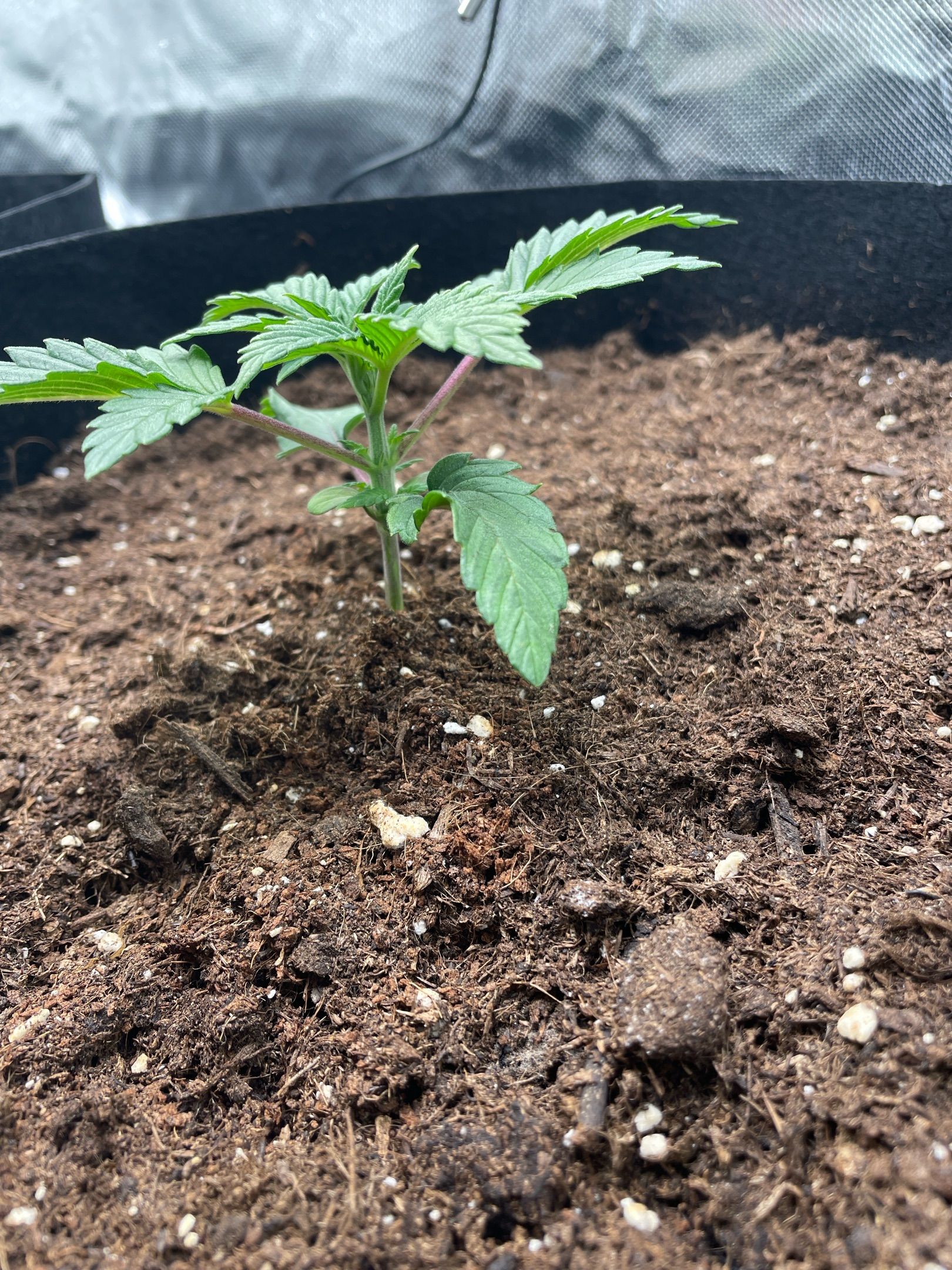 Amber - Blue gelato #41 growlog photo 19