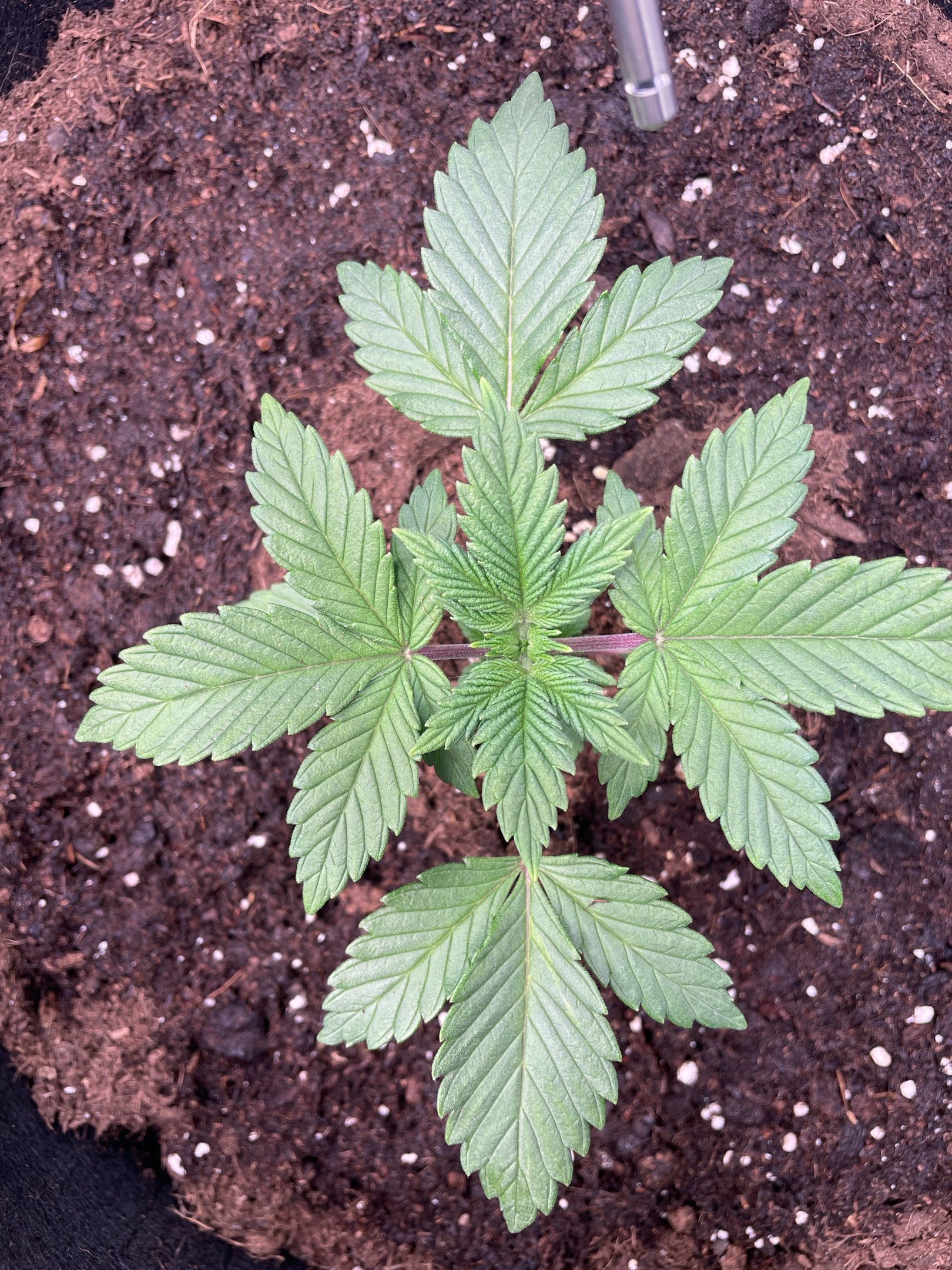 Amber - Blue gelato #41 growlog photo 20