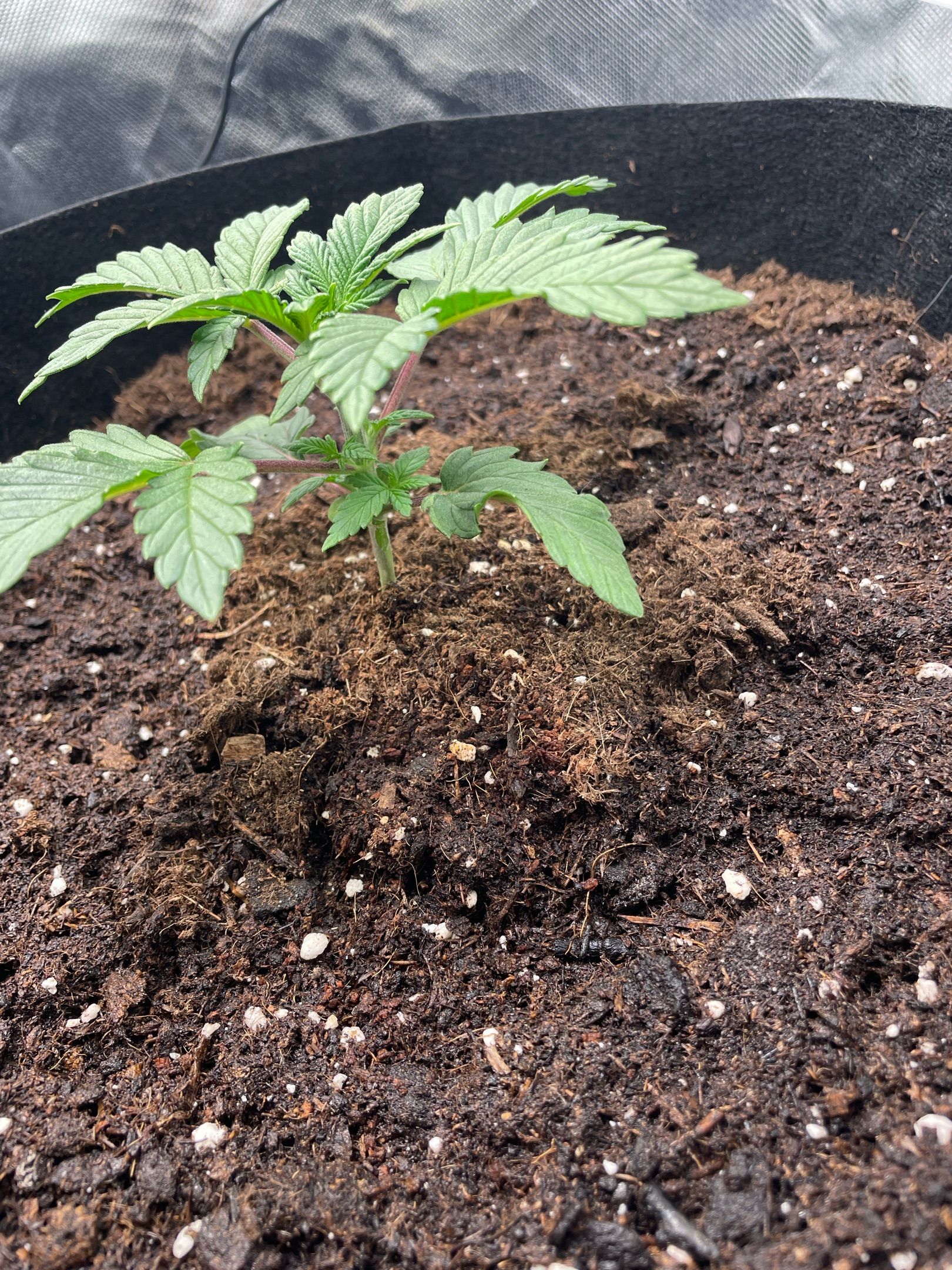 Amber - Blue gelato #41 growlog photo 21