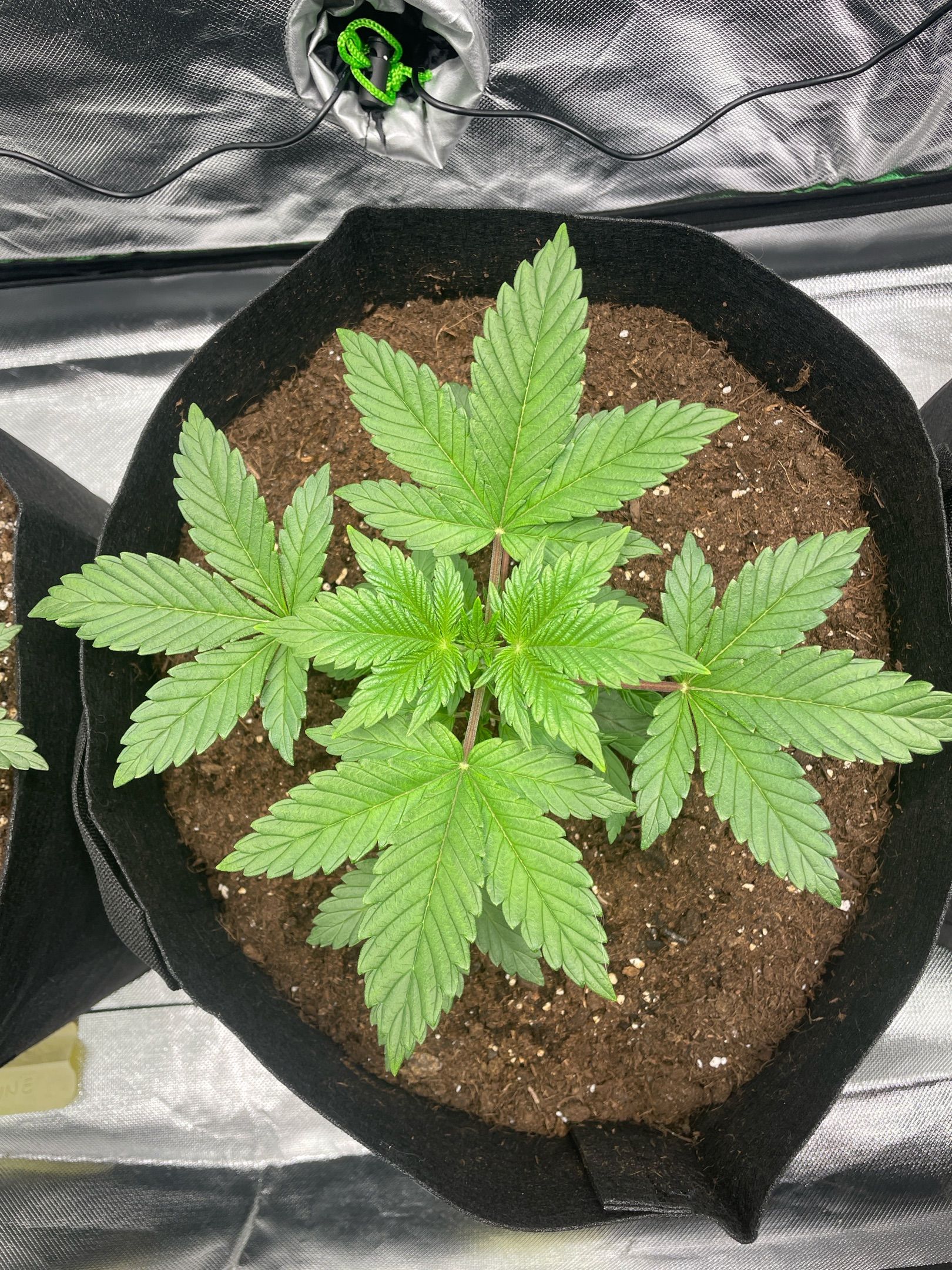 Amber - Blue gelato #41 growlog photo 23