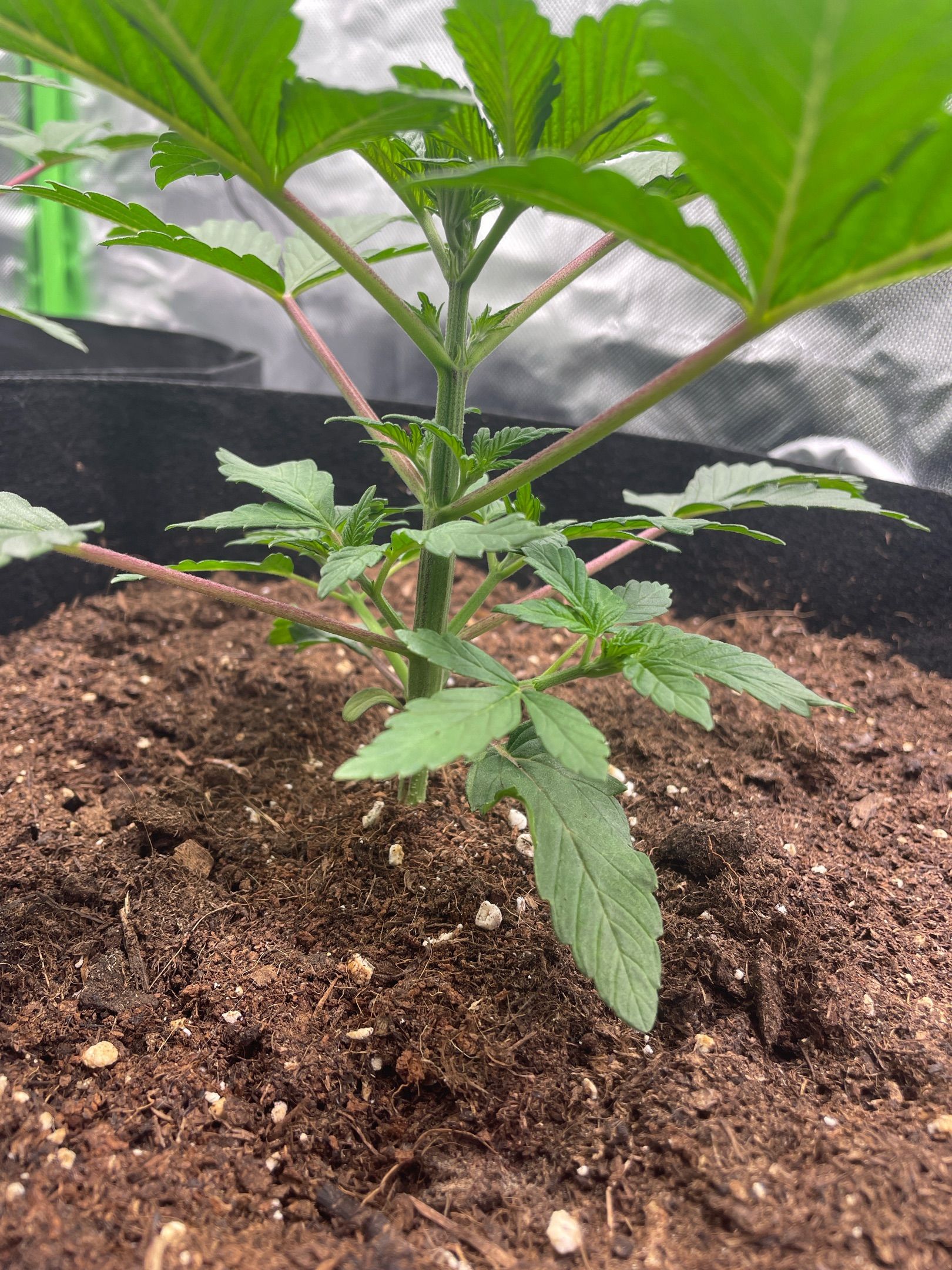 Amber - Blue gelato #41 growlog photo 22