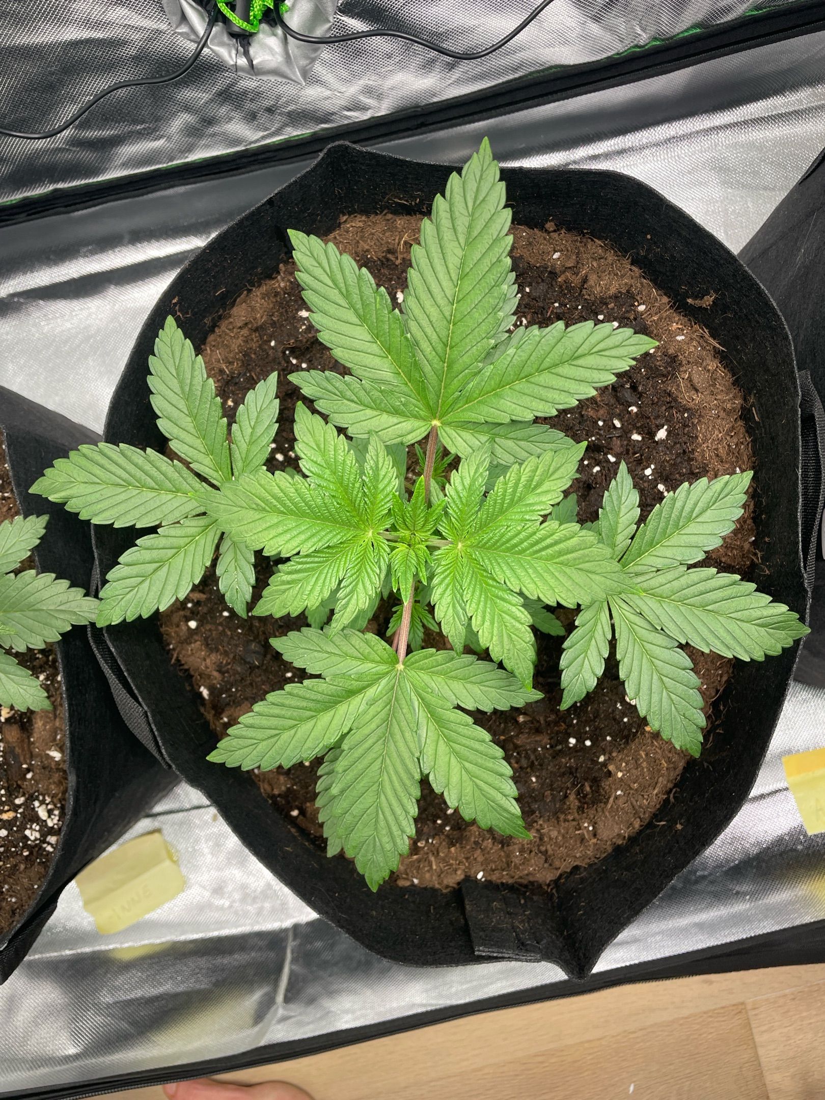 Amber - Blue gelato #41 growlog photo 25