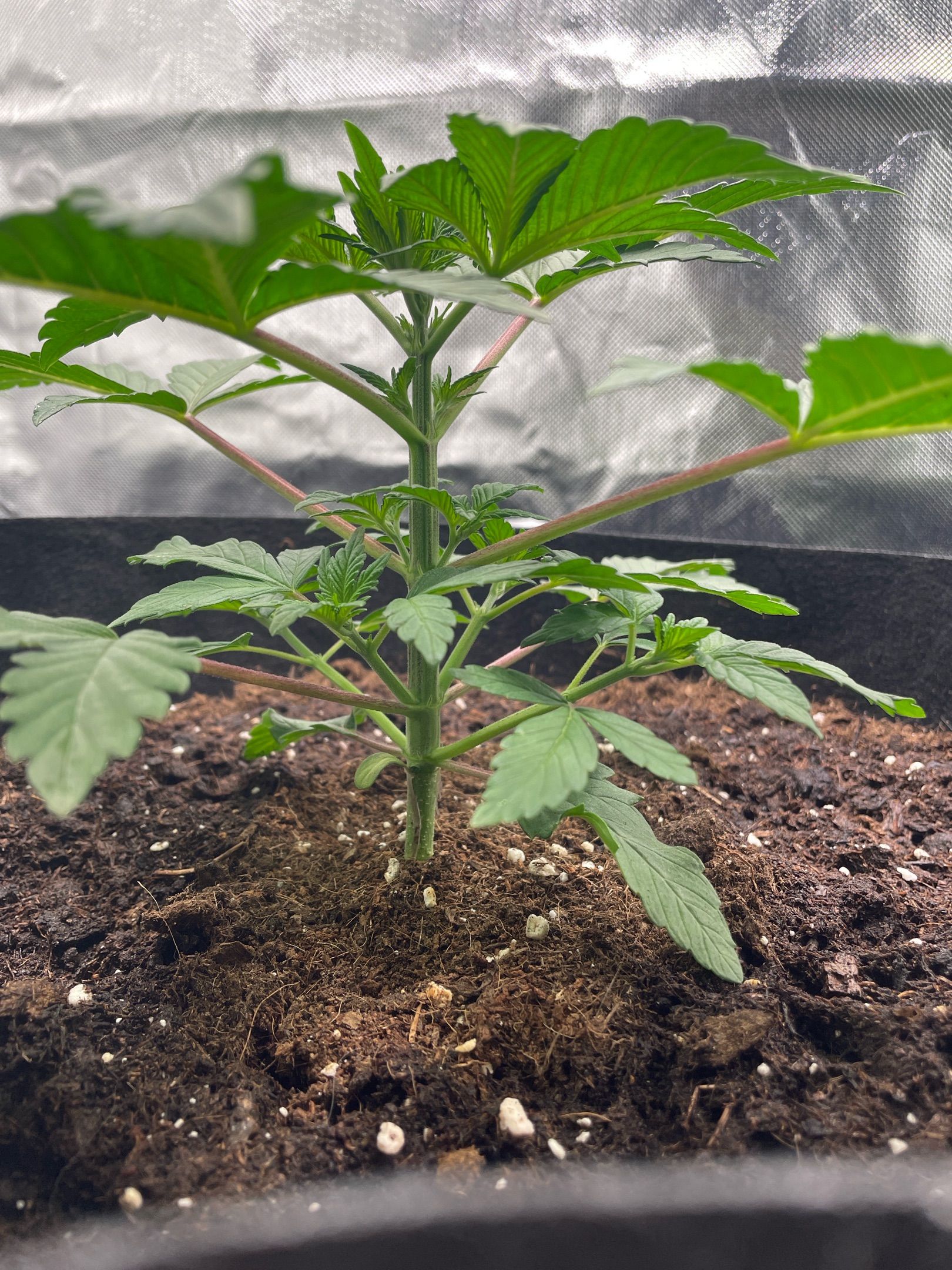 Amber - Blue gelato #41 growlog photo 24