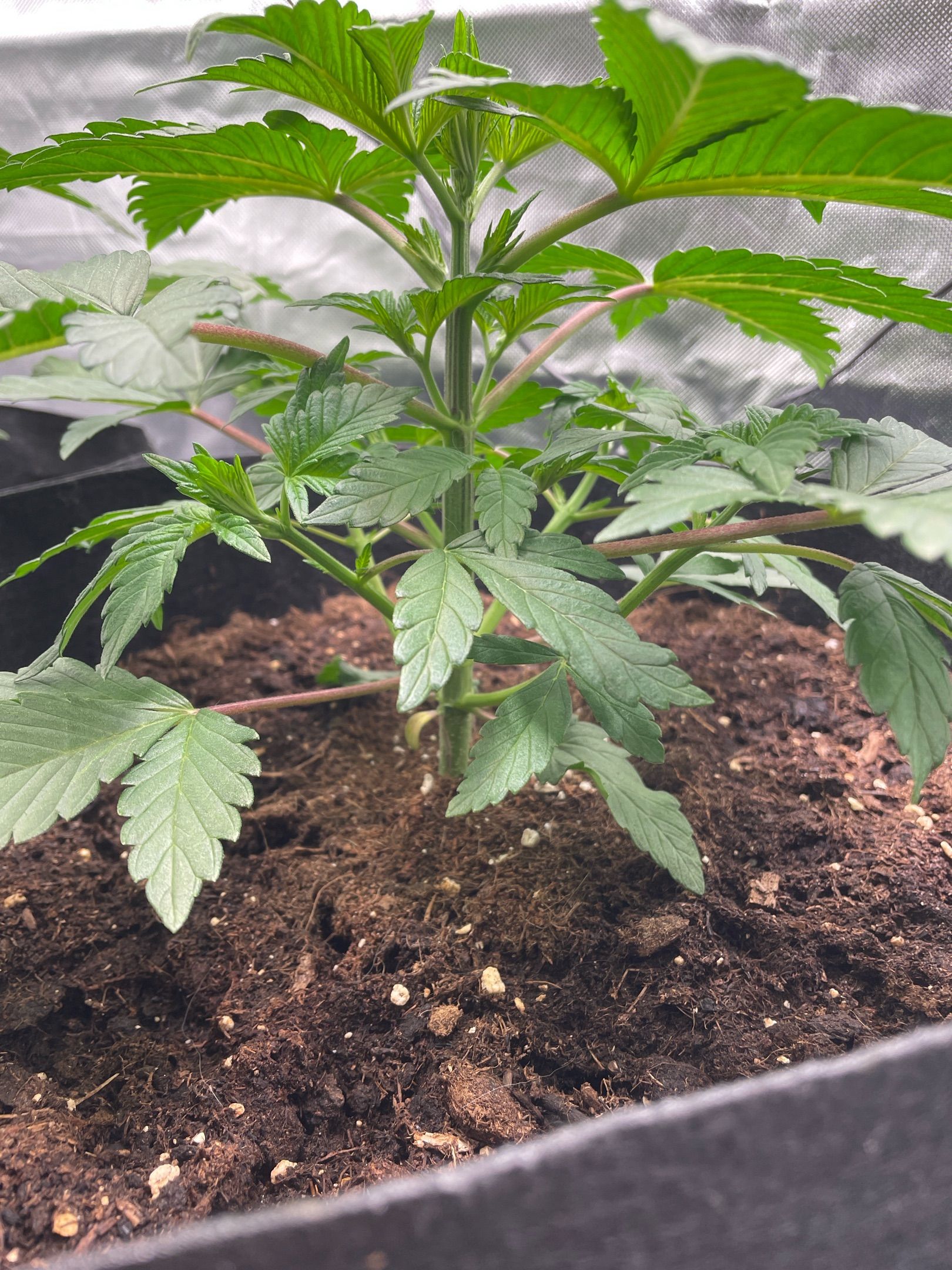 Amber - Blue gelato #41 growlog photo 26