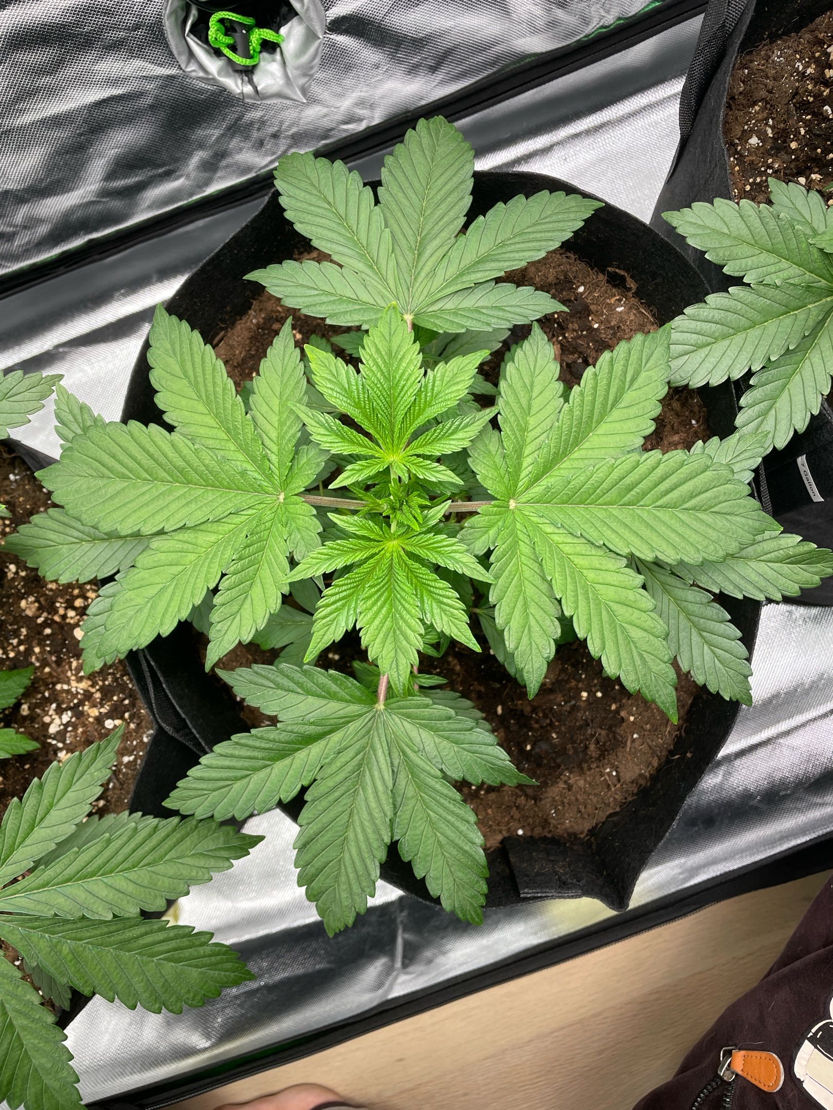 Amber - Blue gelato #41 growlog photo 27