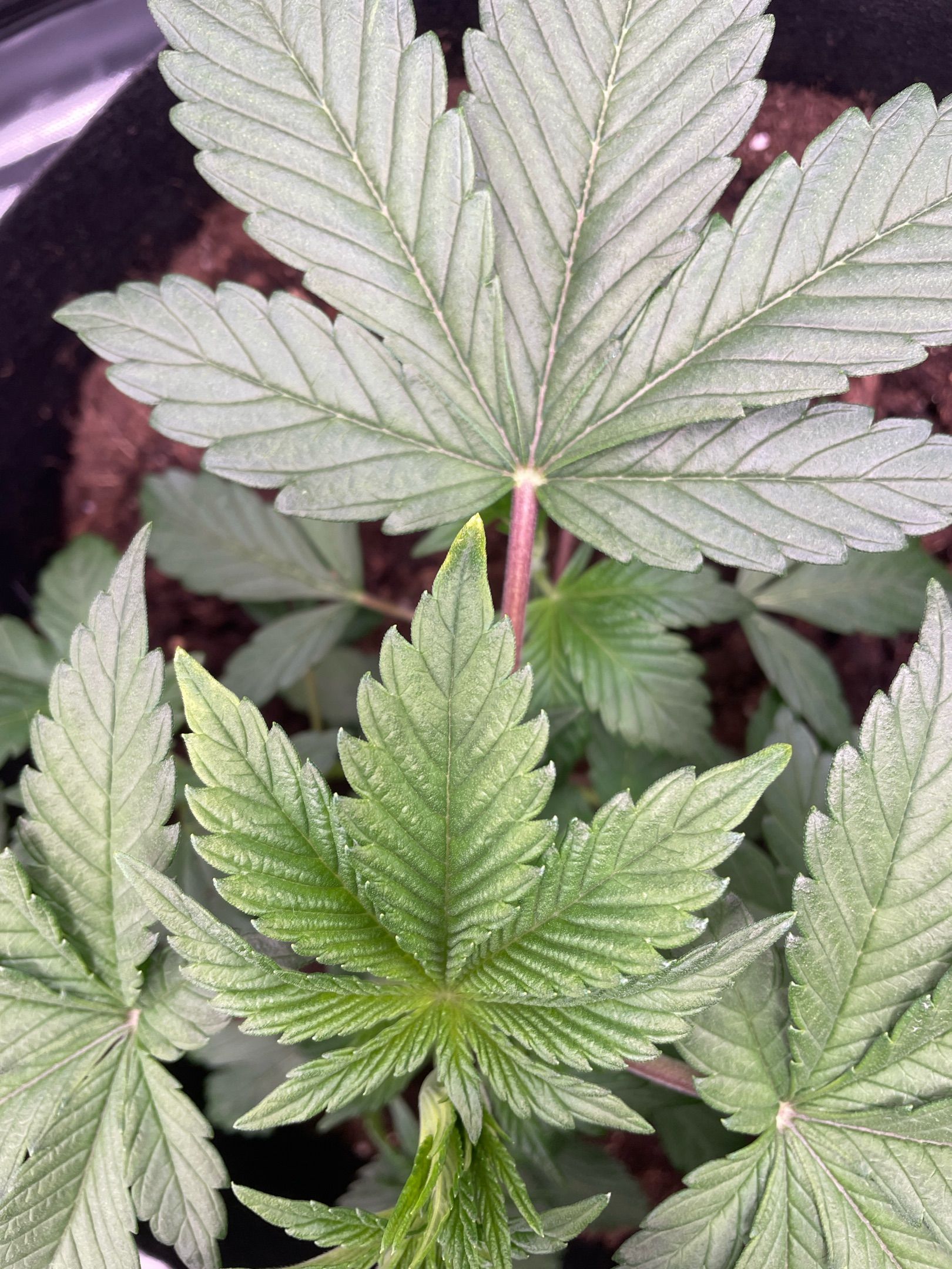 Amber - Blue gelato #41 growlog photo 28