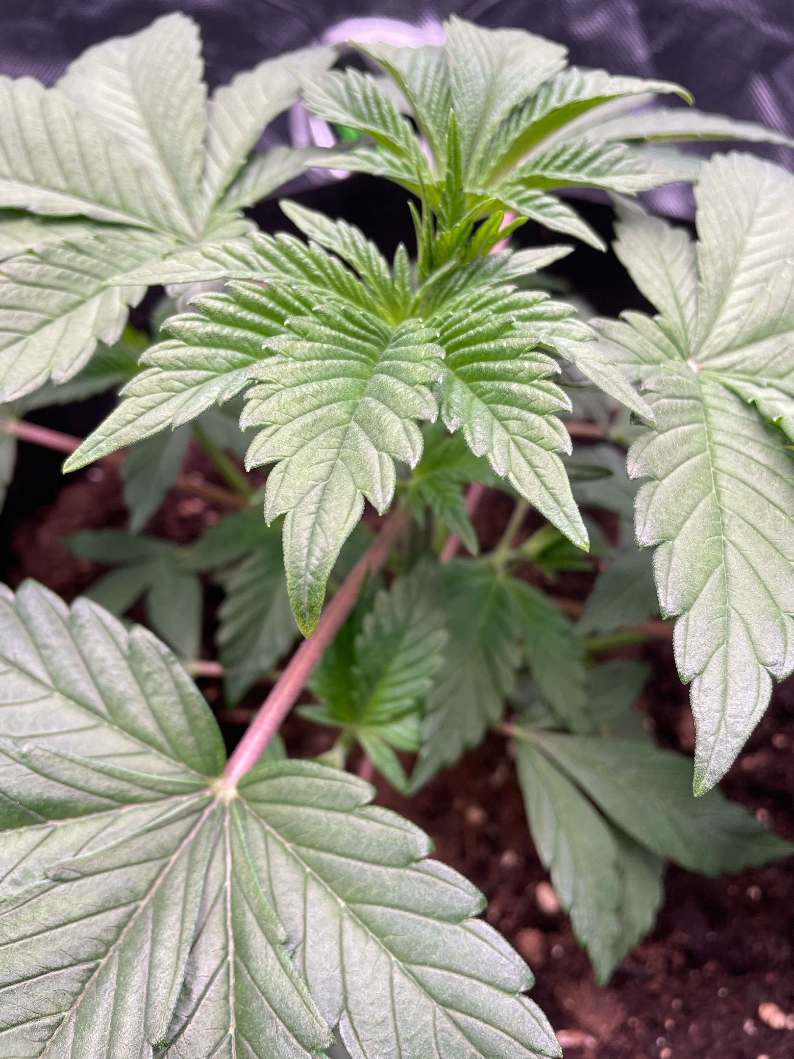 Amber - Blue gelato #41 growlog photo 29