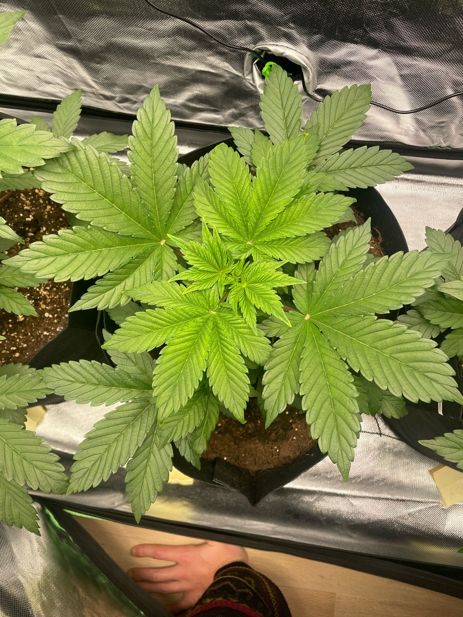 Amber - Blue gelato #41 growlog photo 30