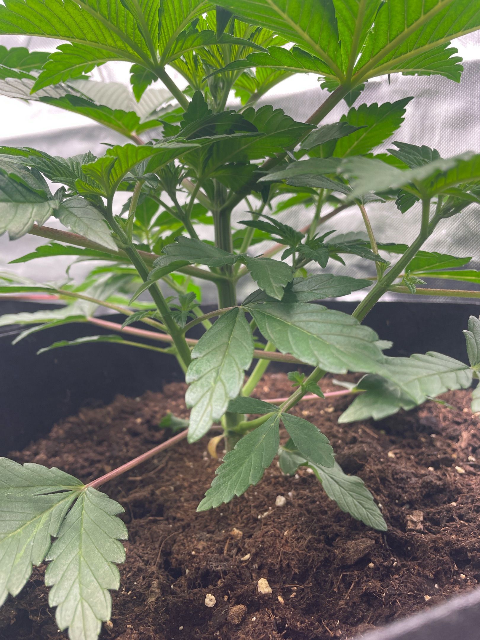 Amber - Blue gelato #41 growlog photo 31