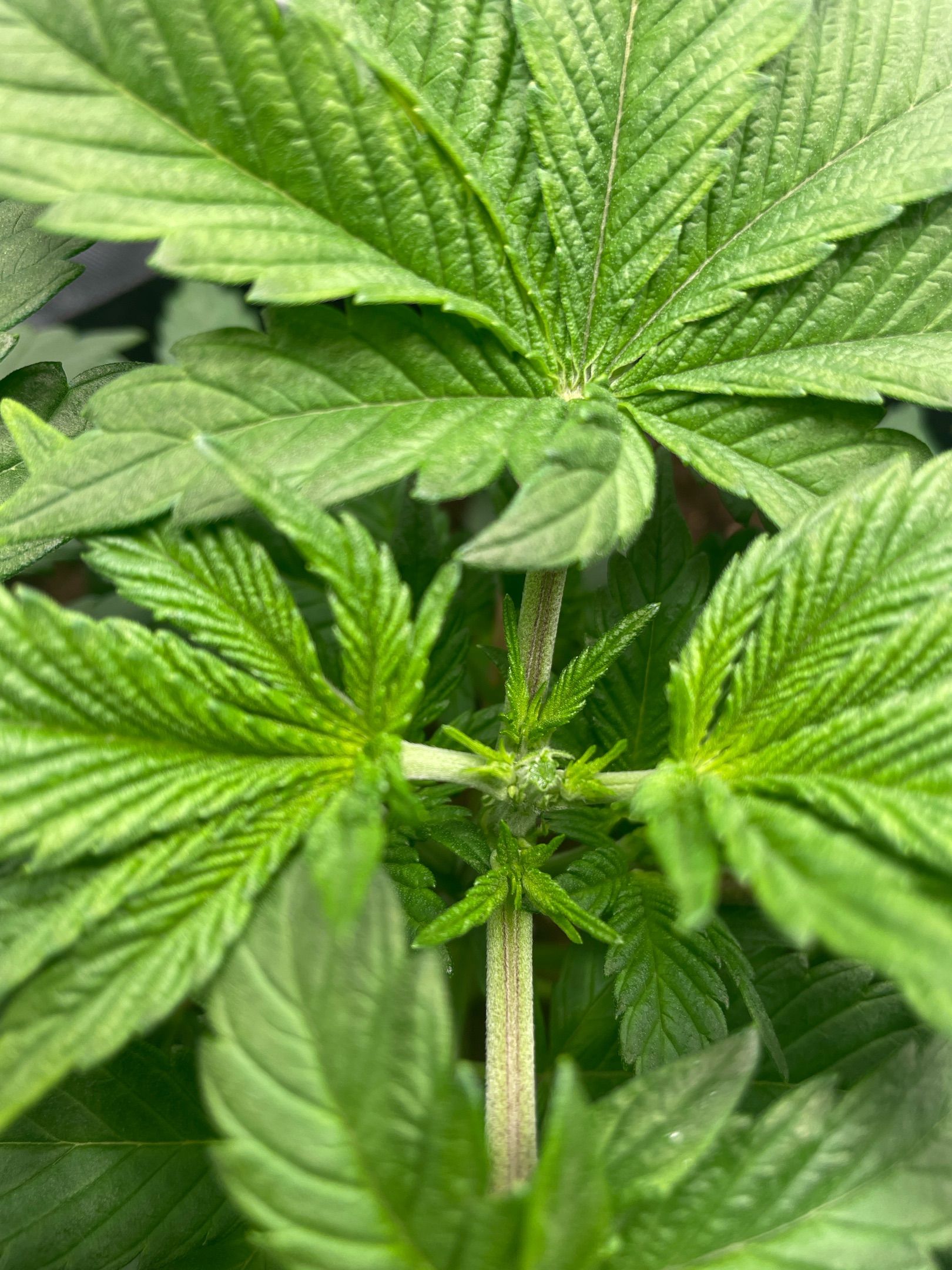 Amber - Blue gelato #41 growlog photo 32