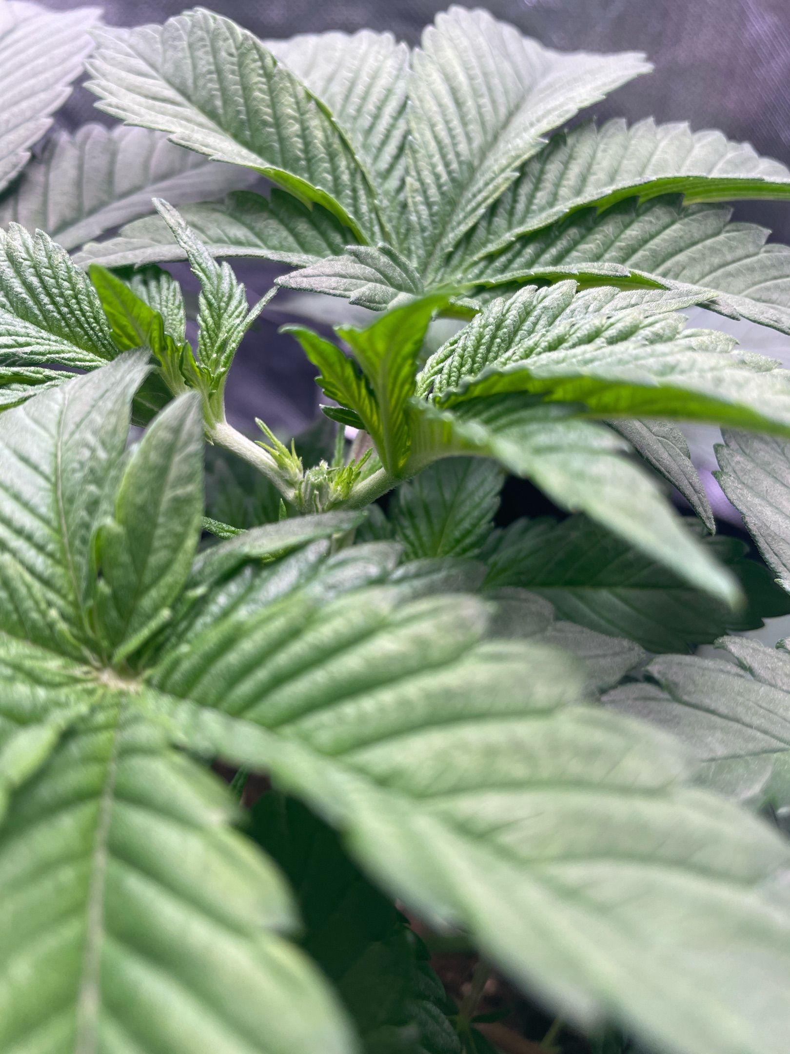 Amber - Blue gelato #41 growlog photo 33