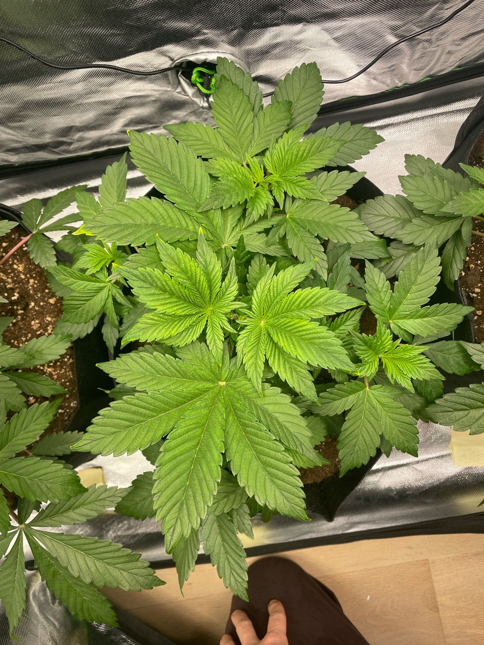 Amber - Blue gelato #41 growlog photo 34