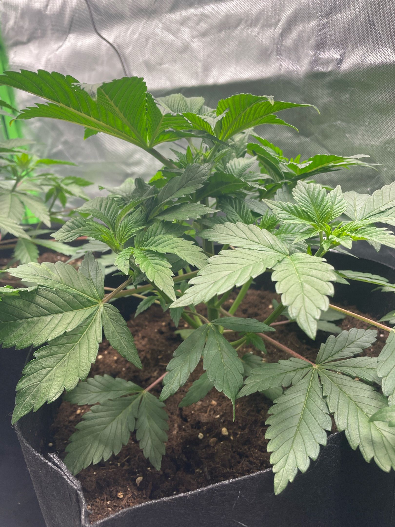 Amber - Blue gelato #41 growlog photo 35