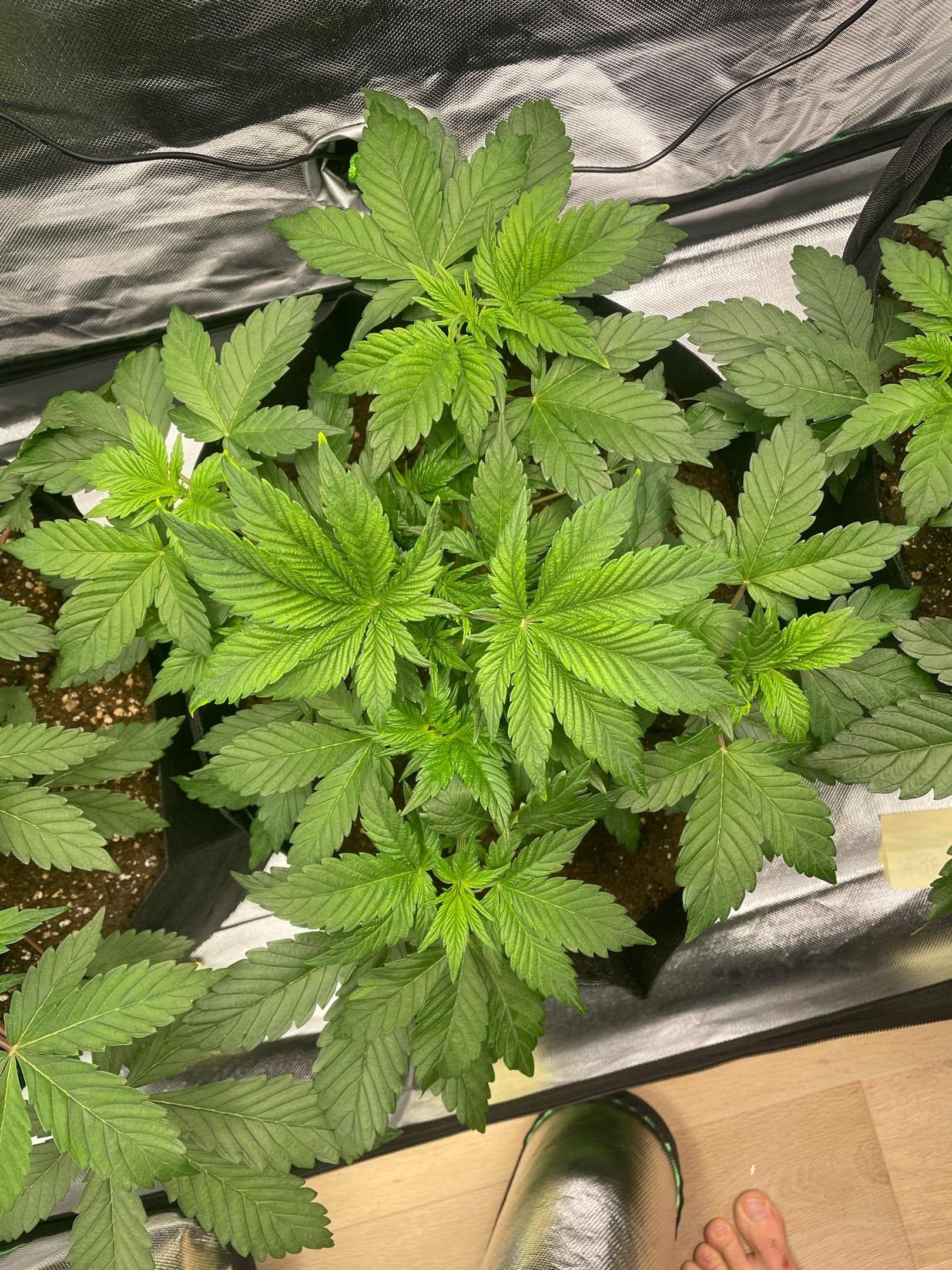 Amber - Blue gelato #41 growlog photo 37