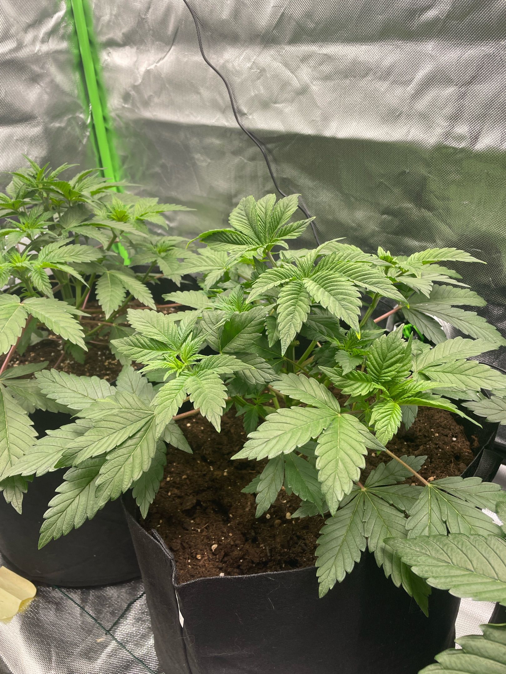 Amber - Blue gelato #41 growlog photo 36