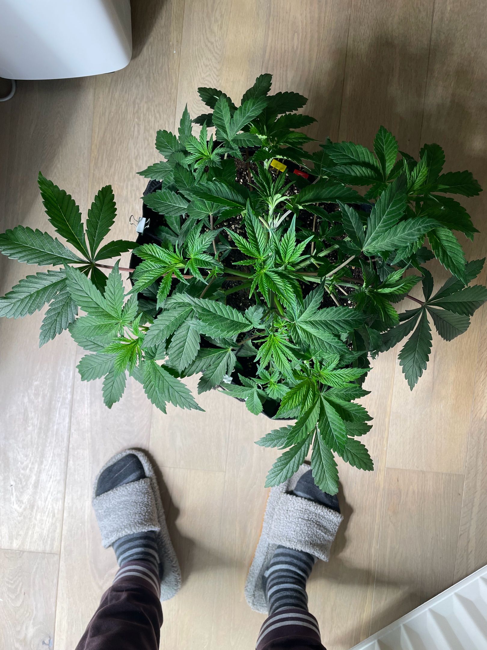 Amber - Blue gelato #41 growlog photo 38