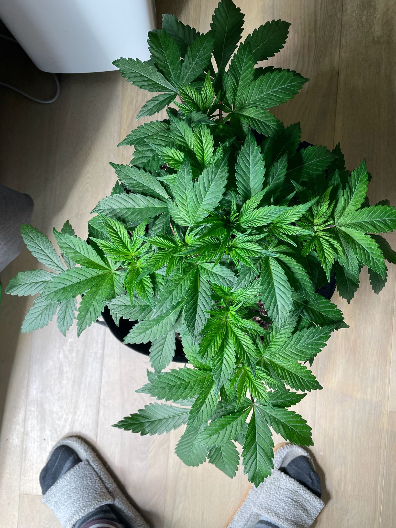 Amber - Blue gelato #41 growlog photo 39