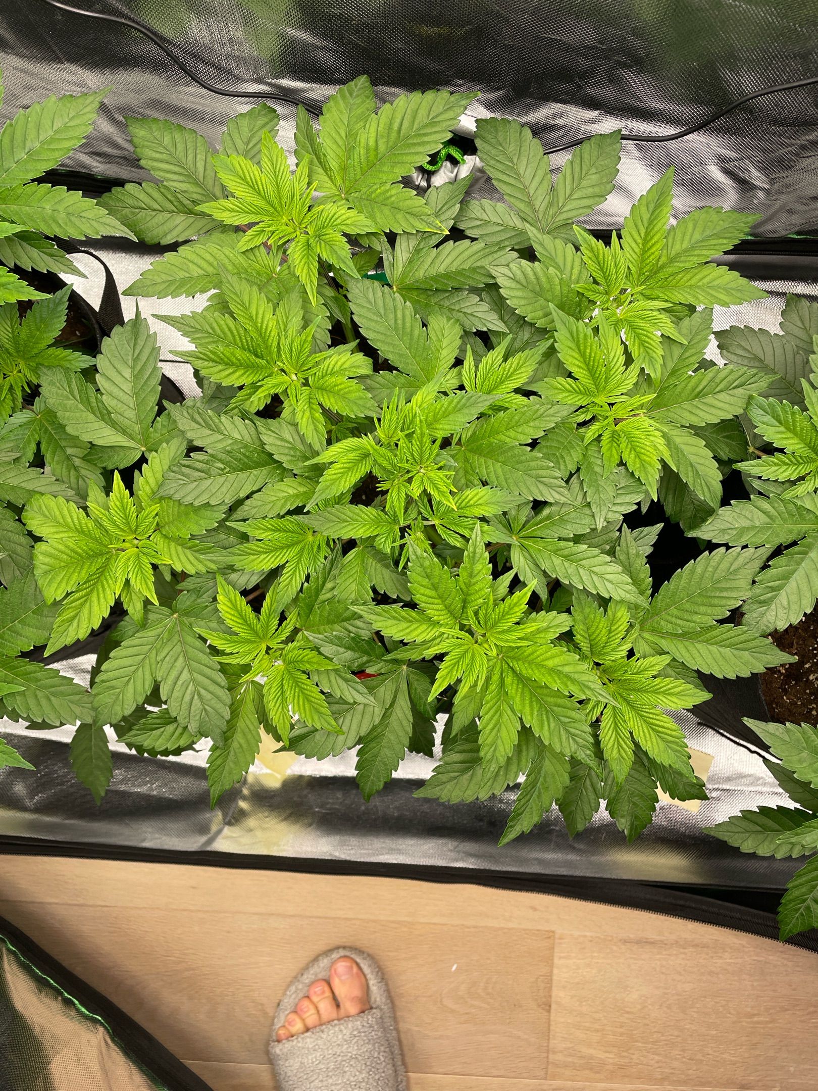 Amber - Blue gelato #41 growlog photo 42