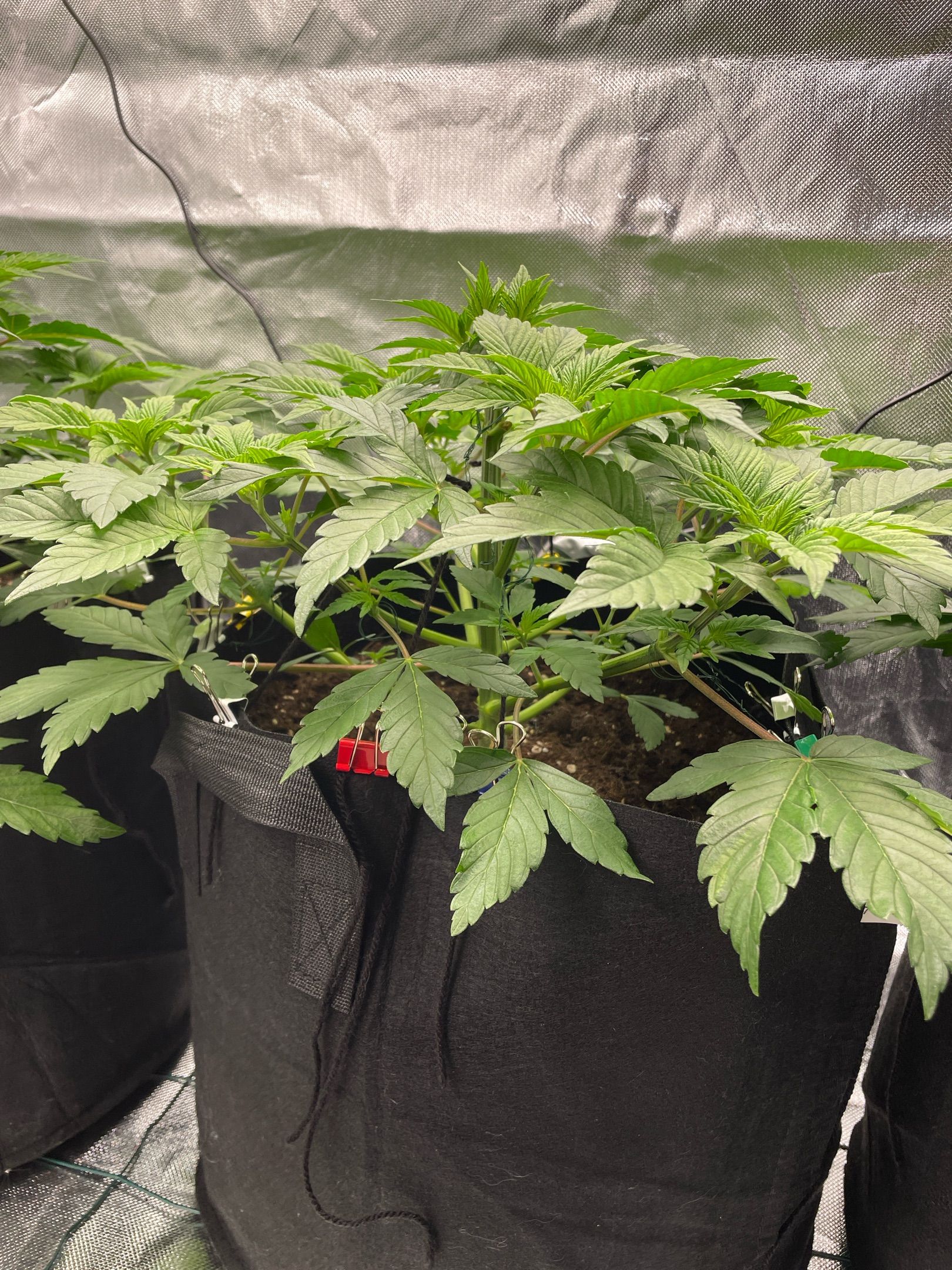 Amber - Blue gelato #41 growlog photo 41