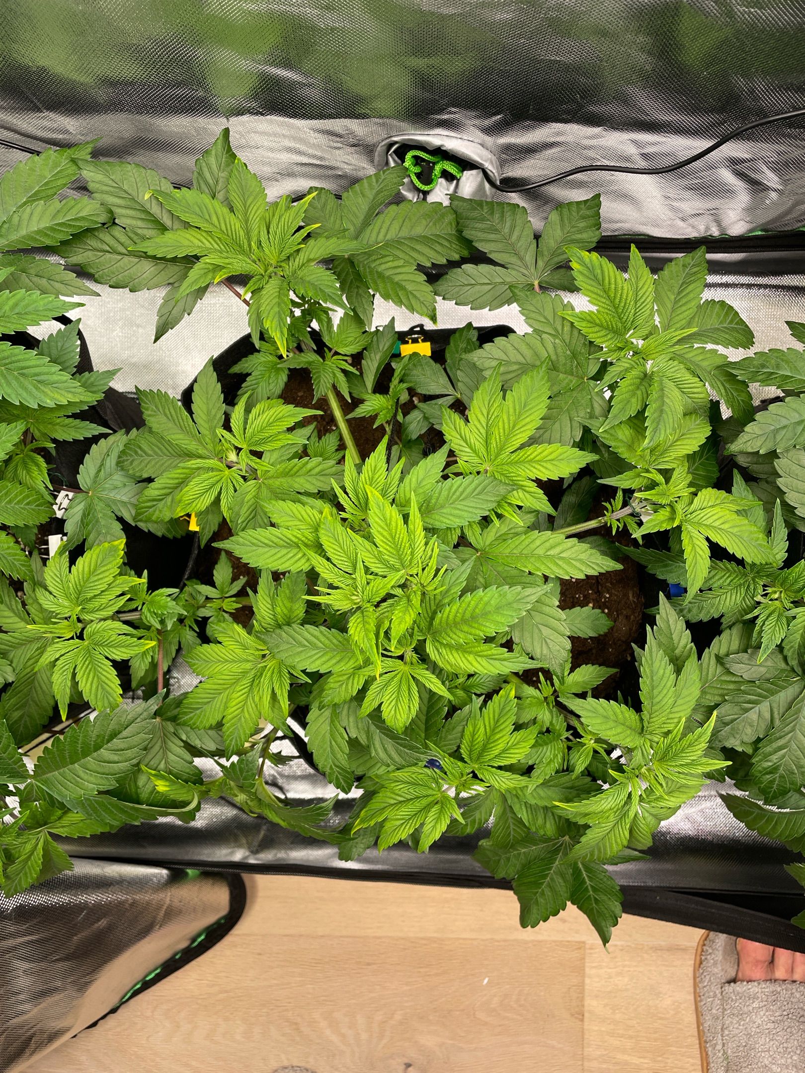 Amber - Blue gelato #41 growlog photo 44