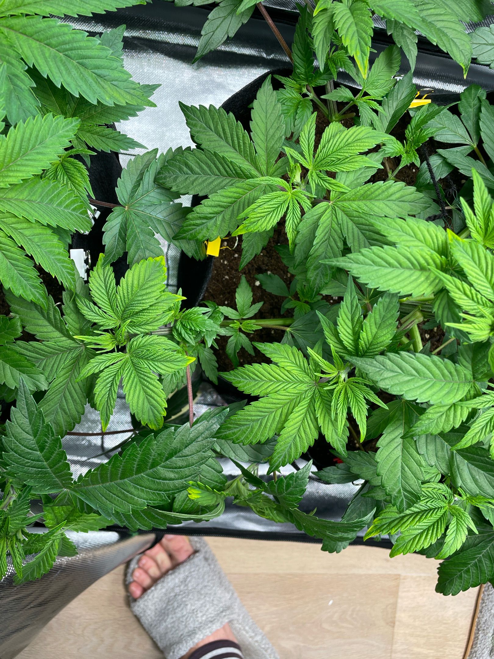 Amber - Blue gelato #41 growlog photo 43