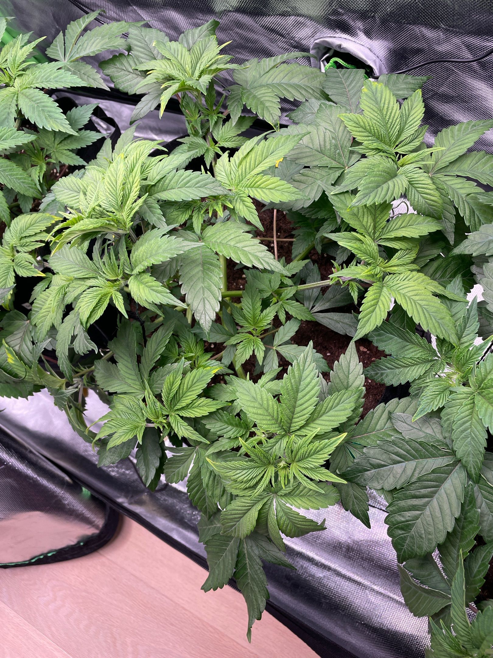 Amber - Blue gelato #41 growlog photo 45