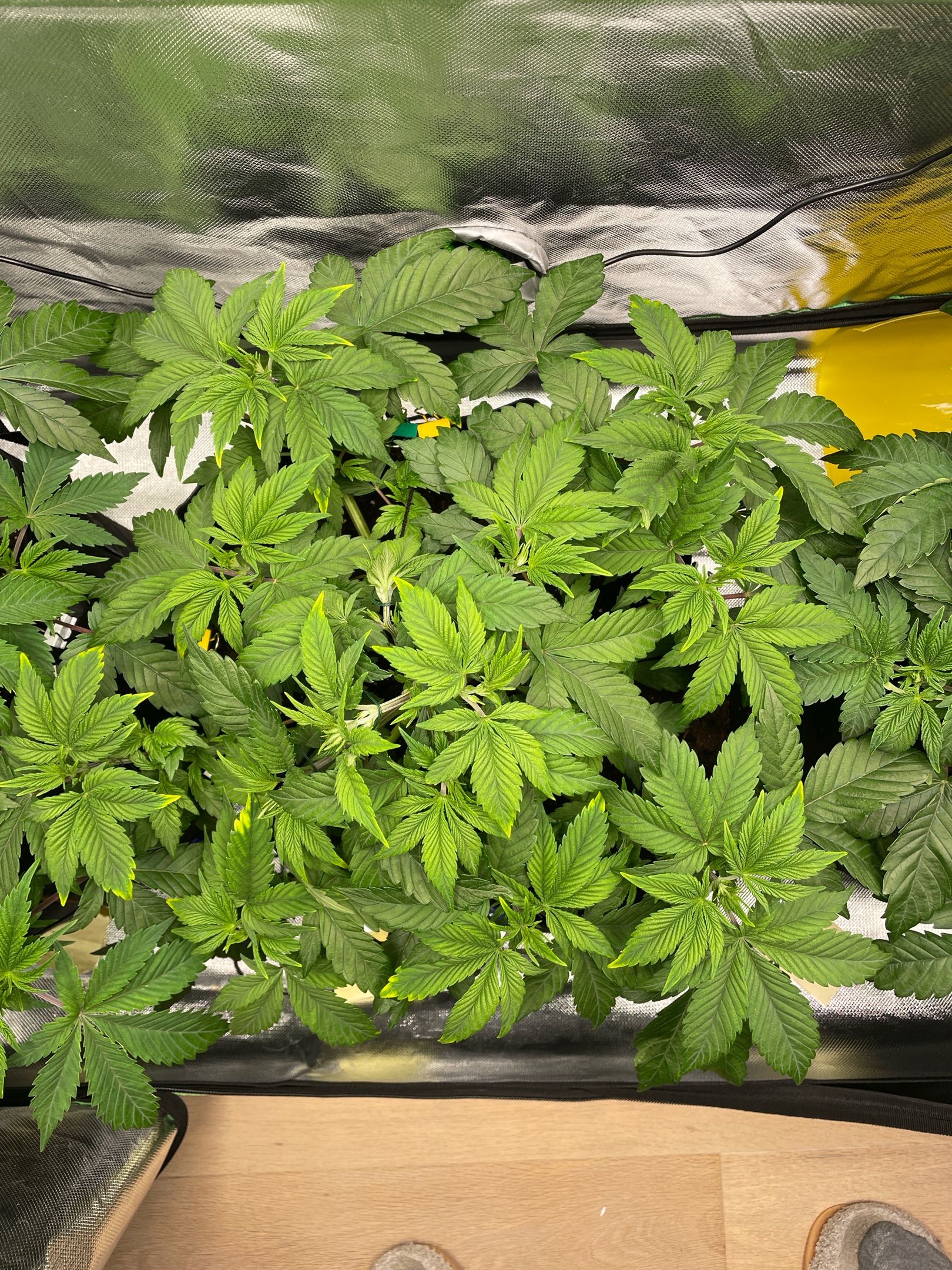 Amber - Blue gelato #41 growlog photo 47