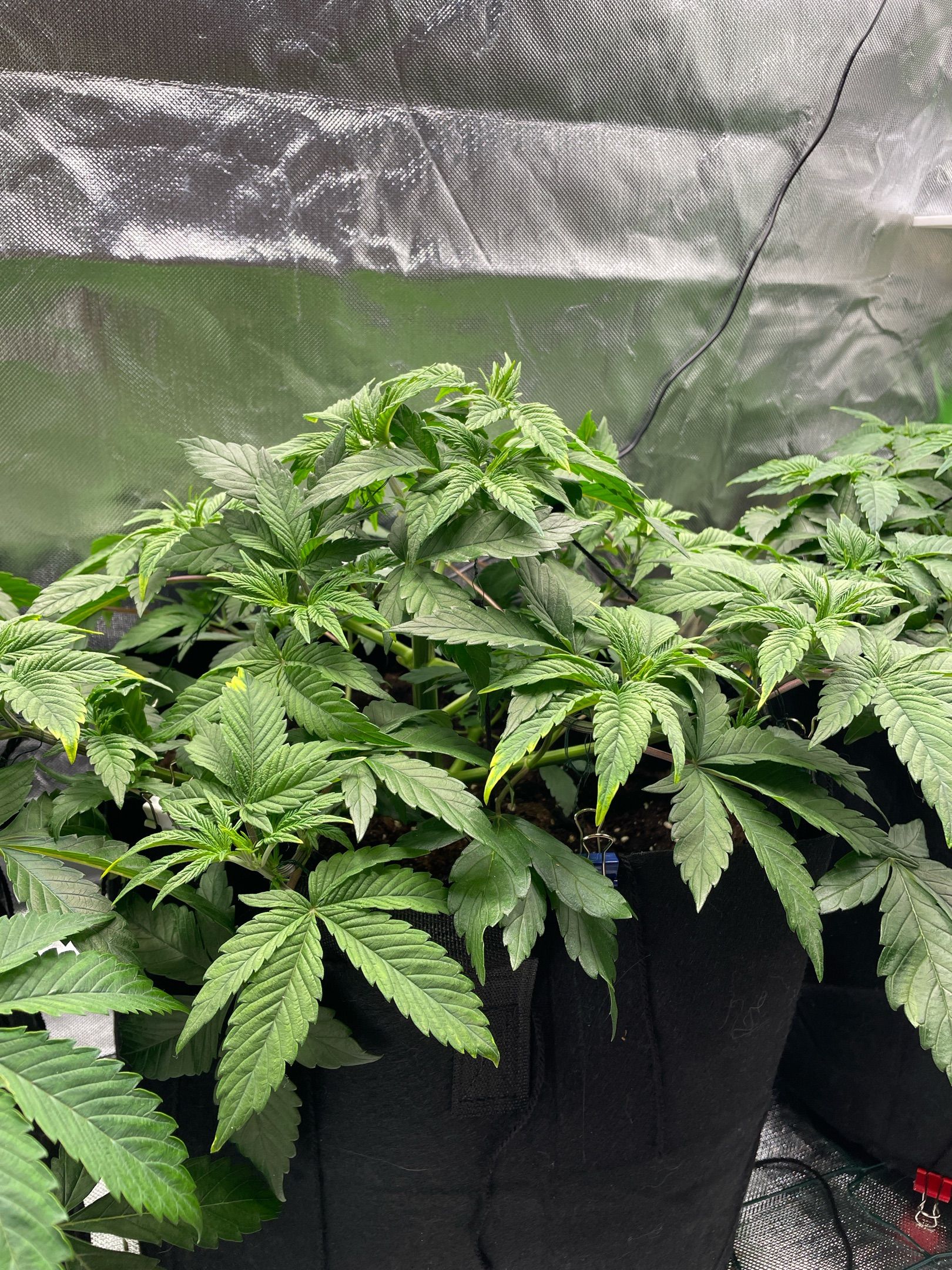 Amber - Blue gelato #41 growlog photo 46