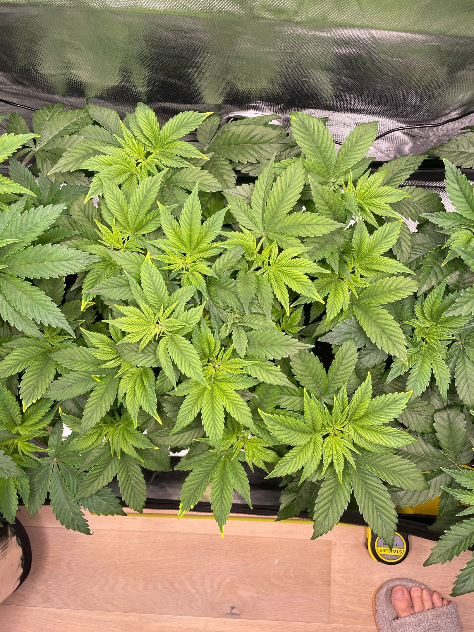 Amber - Blue gelato #41 growlog photo 48