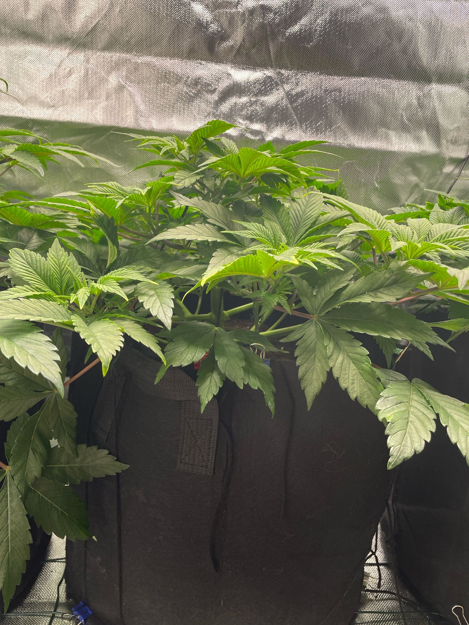 Amber - Blue gelato #41 growlog photo 49