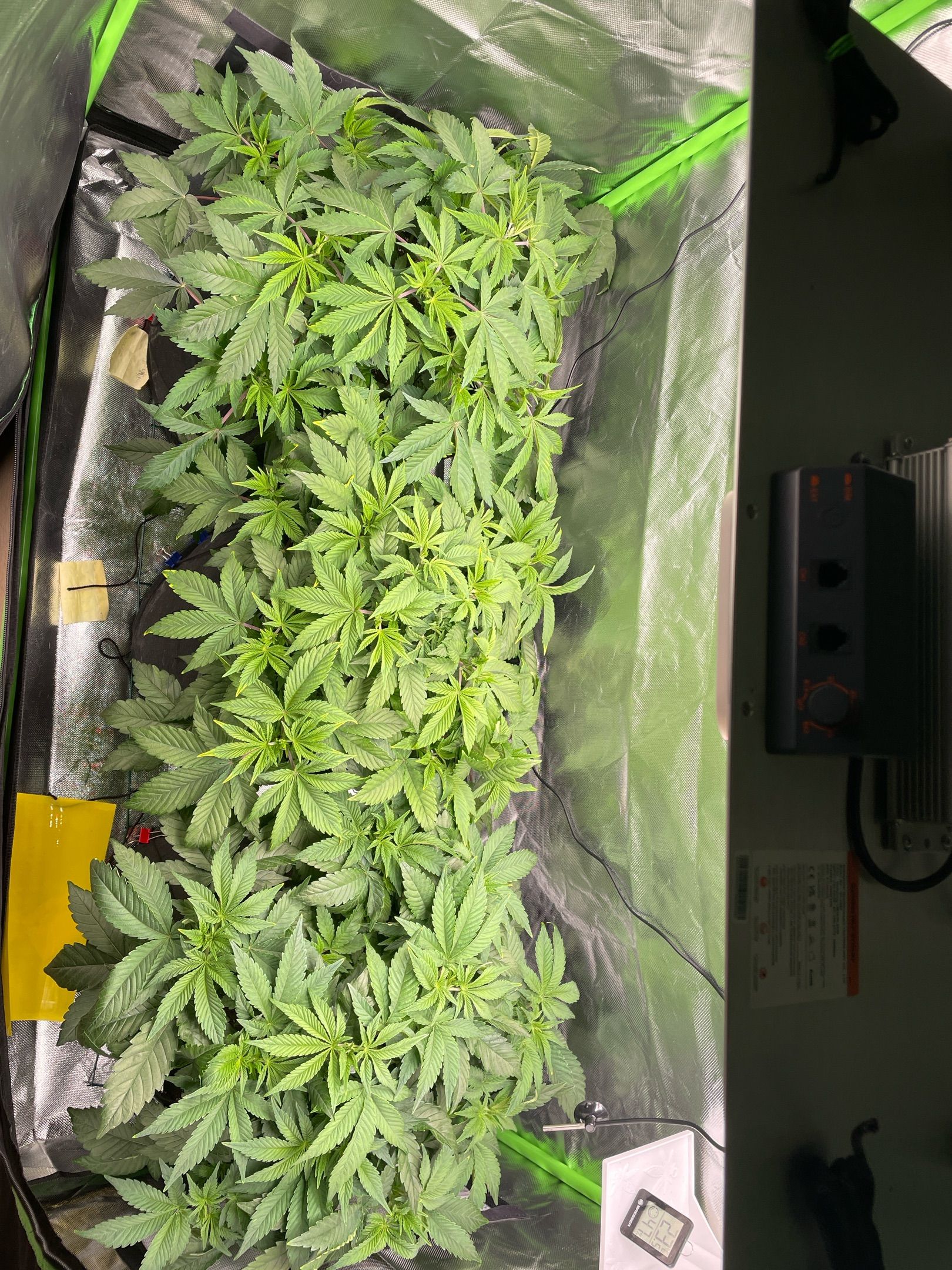 Amber - Blue gelato #41 growlog photo 50