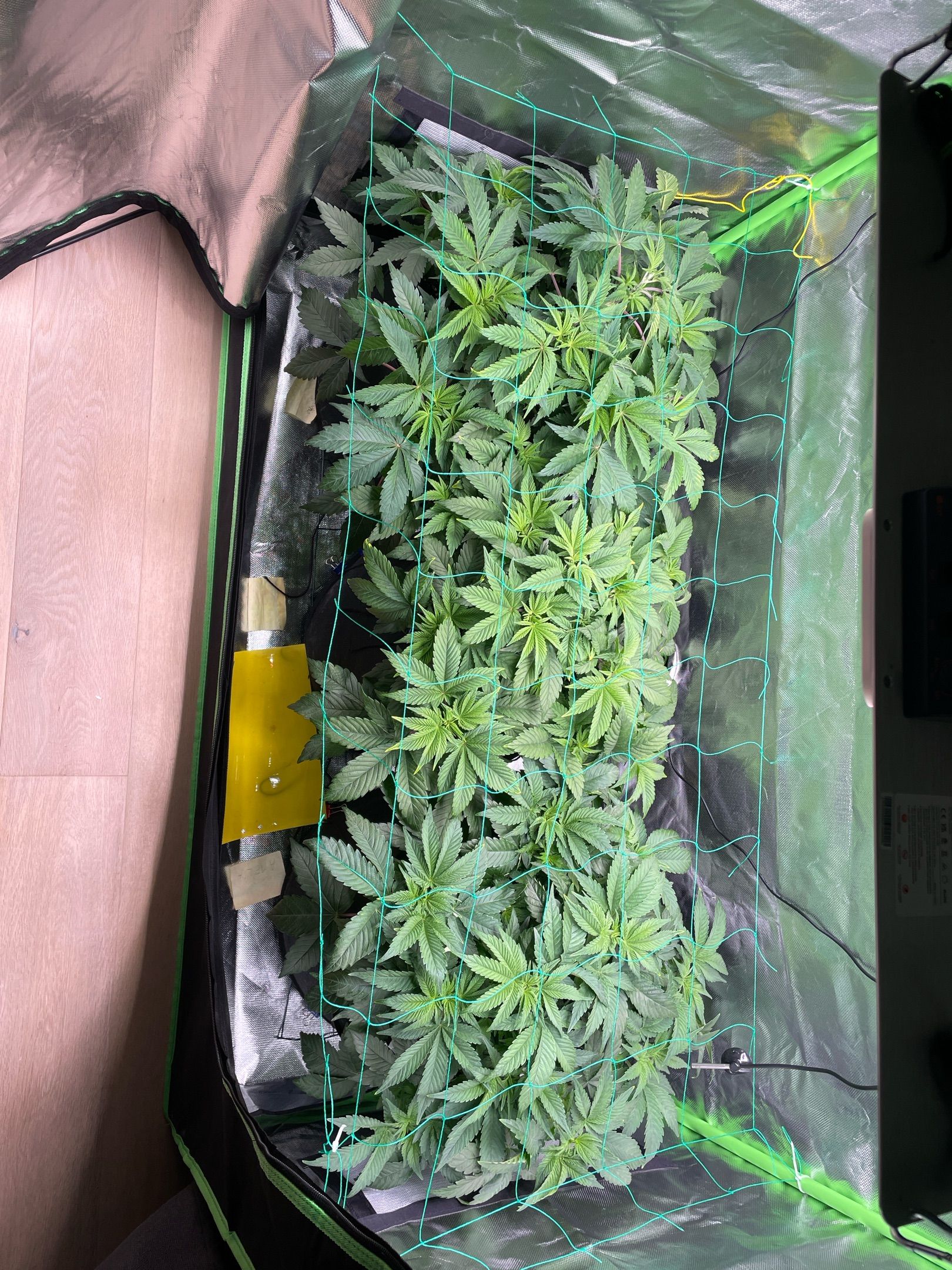 Amber - Blue gelato #41 growlog photo 51