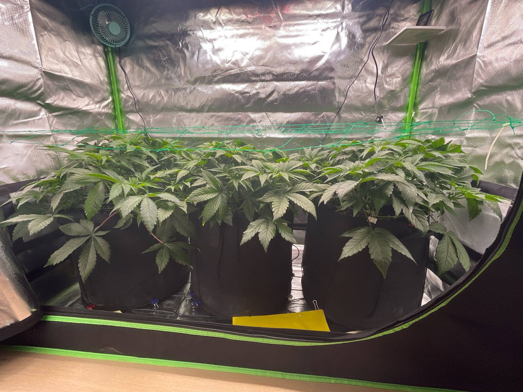 Amber - Blue gelato #41 growlog photo 52