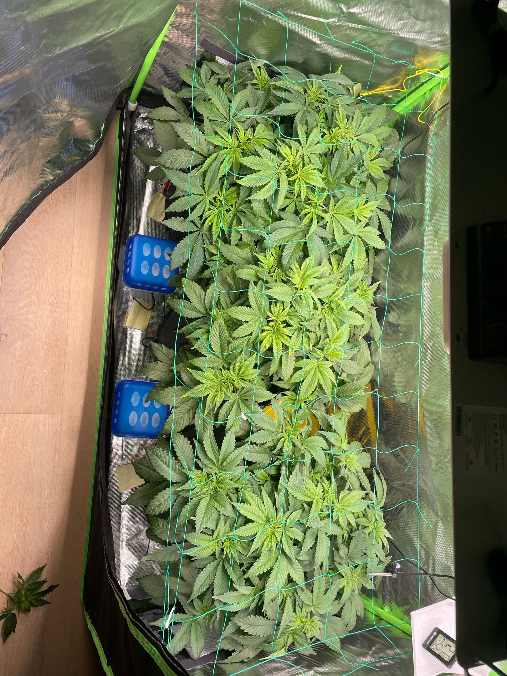 Amber - Blue gelato #41 growlog photo 54