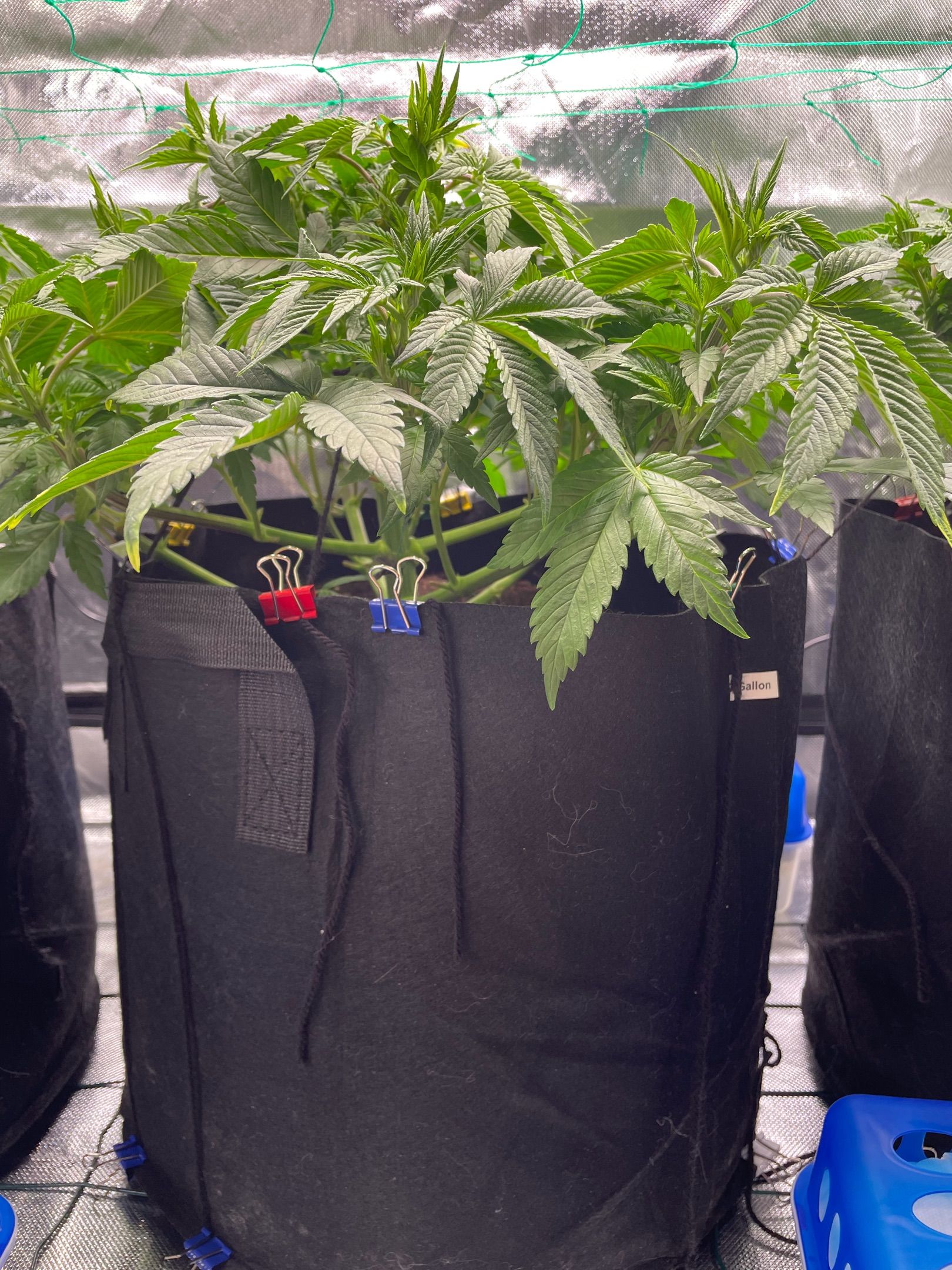 Amber - Blue gelato #41 growlog photo 55