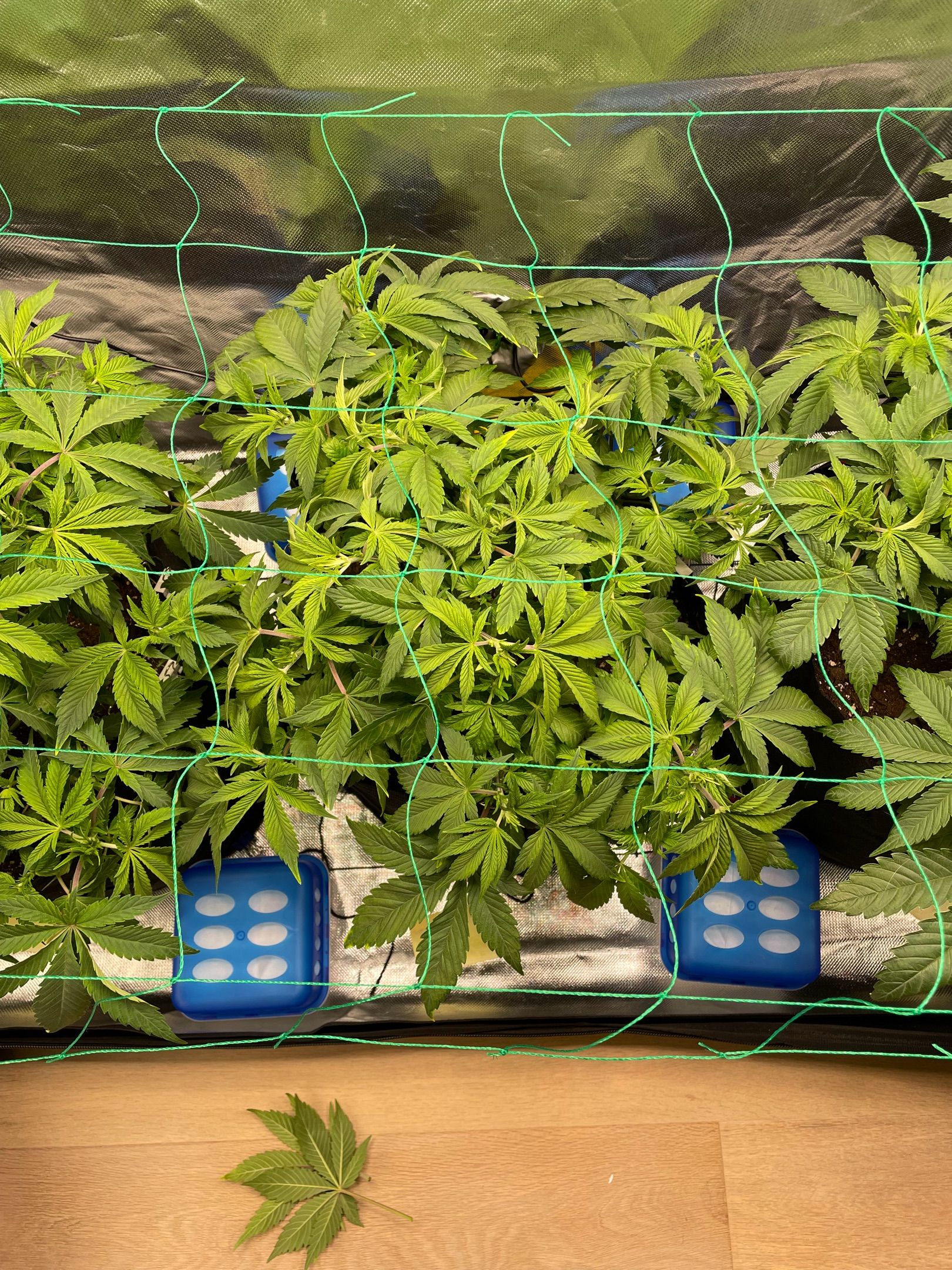 Amber - Blue gelato #41 growlog photo 58