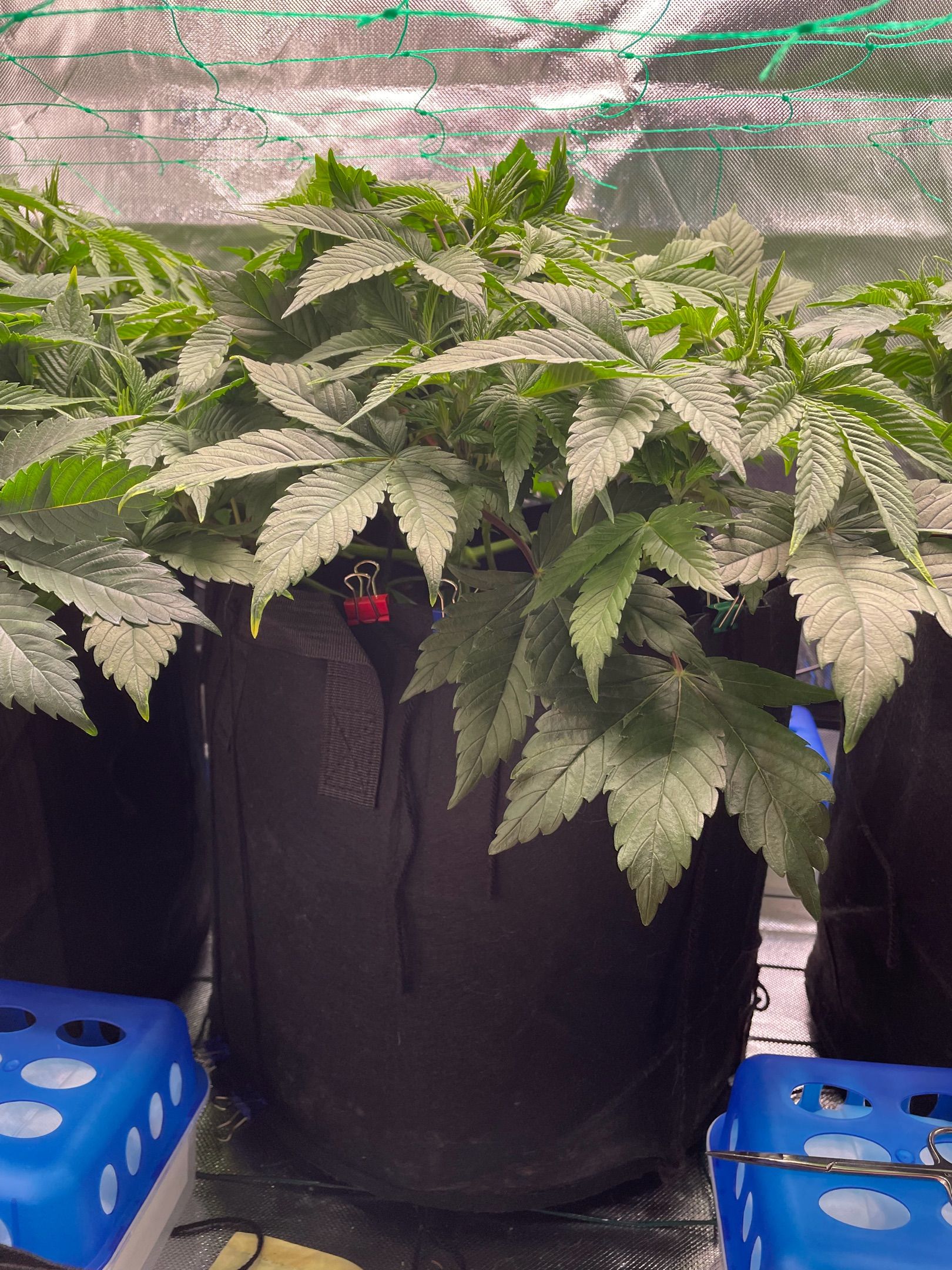 Amber - Blue gelato #41 growlog photo 57