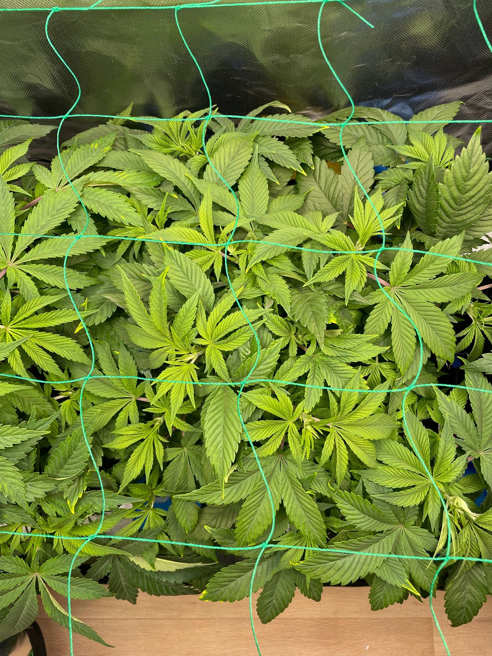 Amber - Blue gelato #41 growlog photo 56