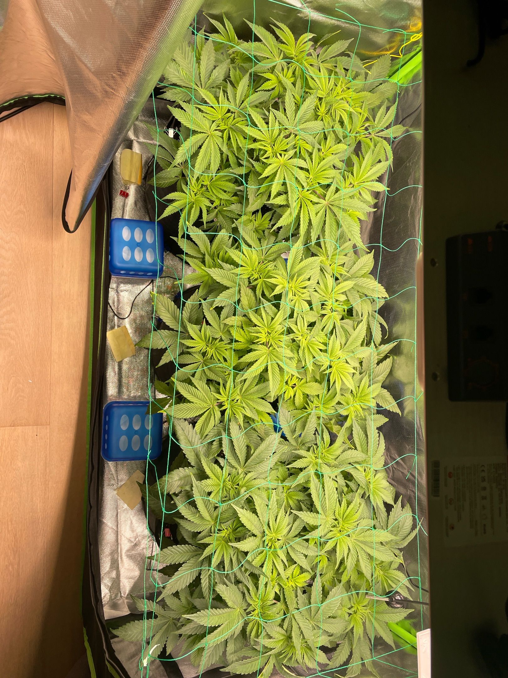 Amber - Blue gelato #41 growlog photo 61