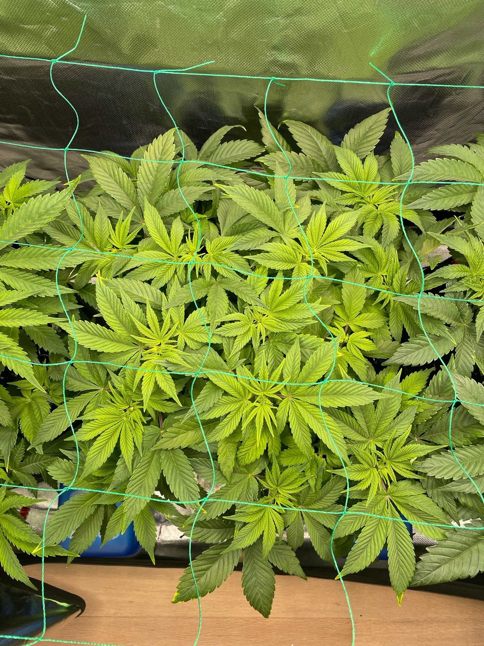 Amber - Blue gelato #41 growlog photo 59