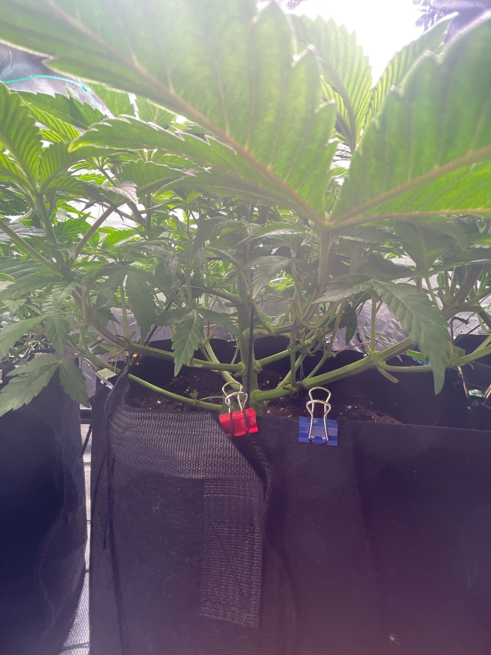 Amber - Blue gelato #41 growlog photo 60